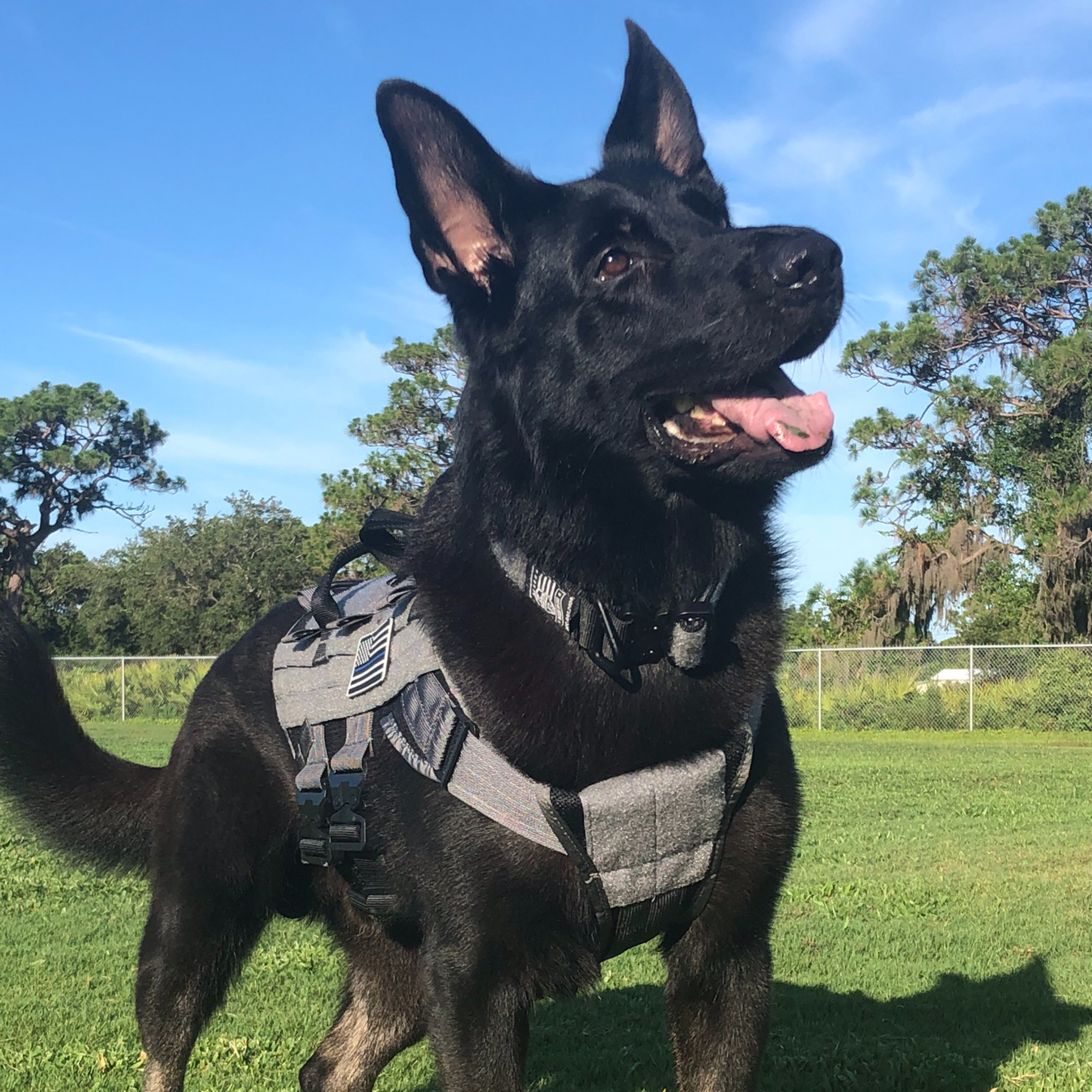 It's Electric! – The Electronic Storage Device Detection Dog, with Mike Hadsell episode artwork