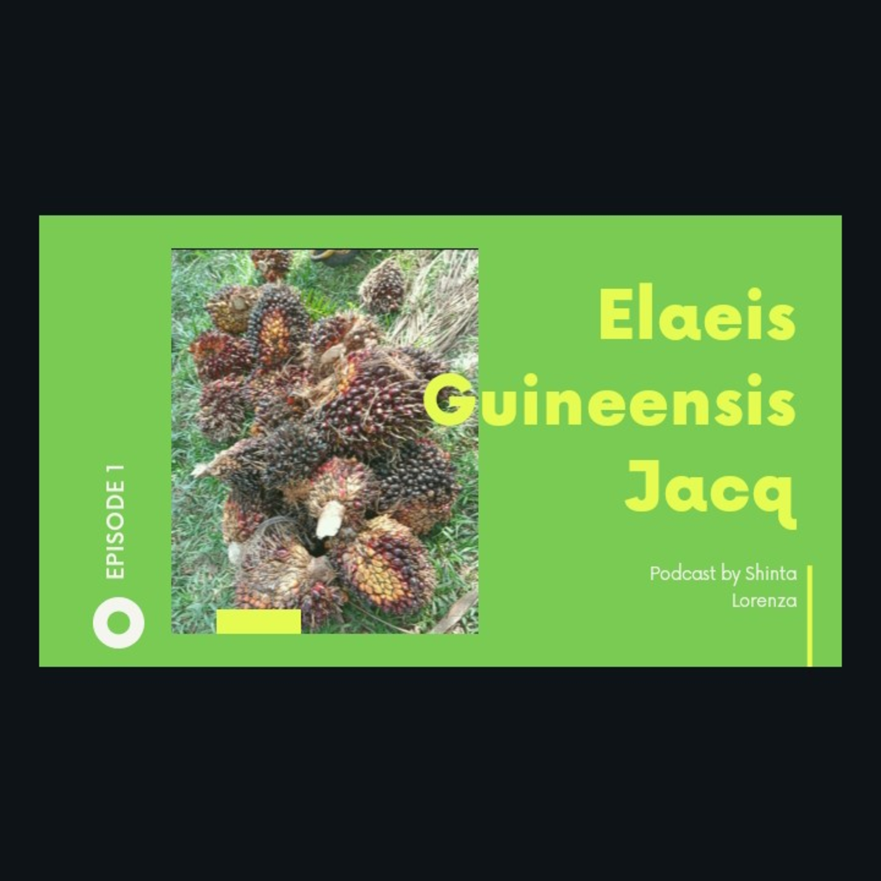 Elaeis Guineensis Jacq, apa itu?