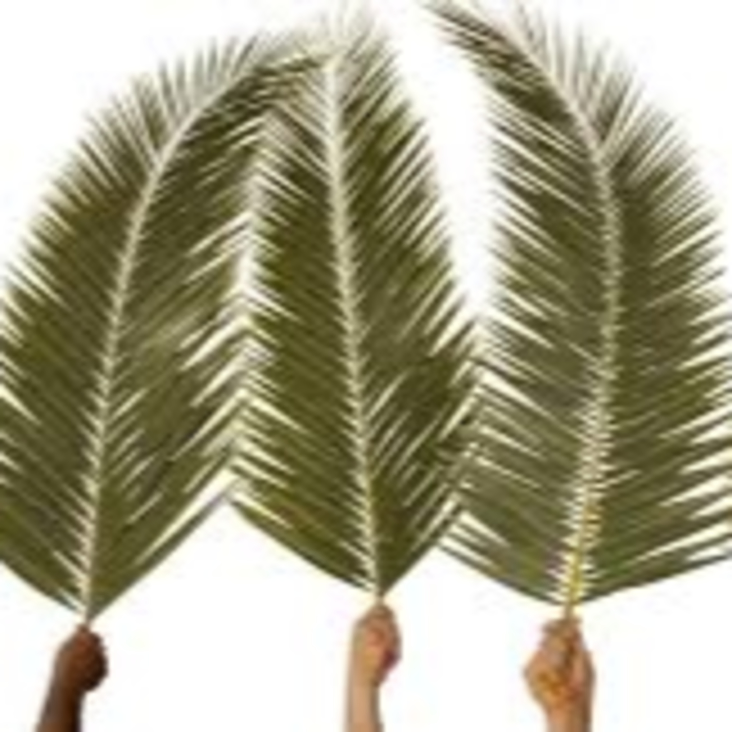 Palm Sunday - Pastor Tim Rice episode artwork