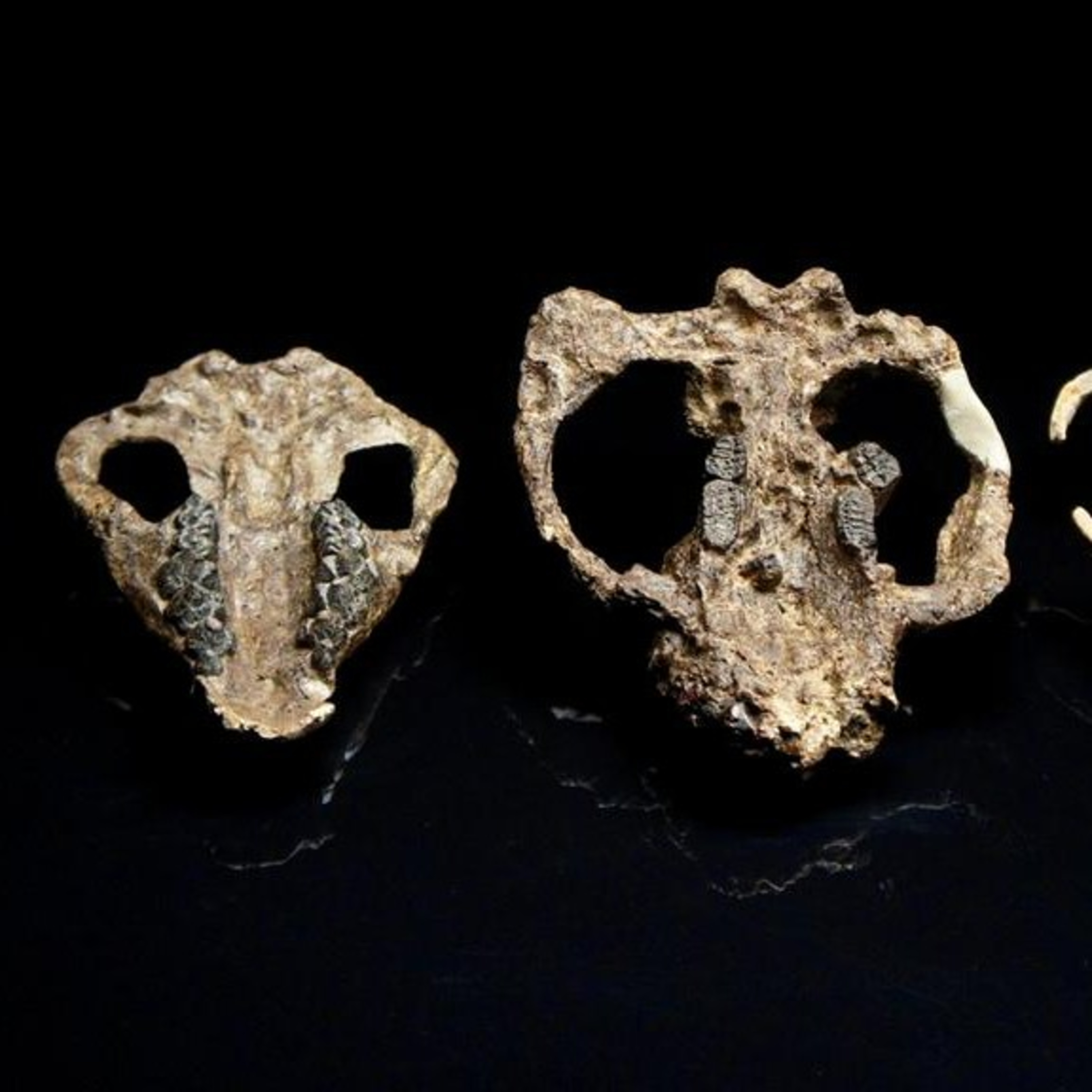 Aula de paleontologia