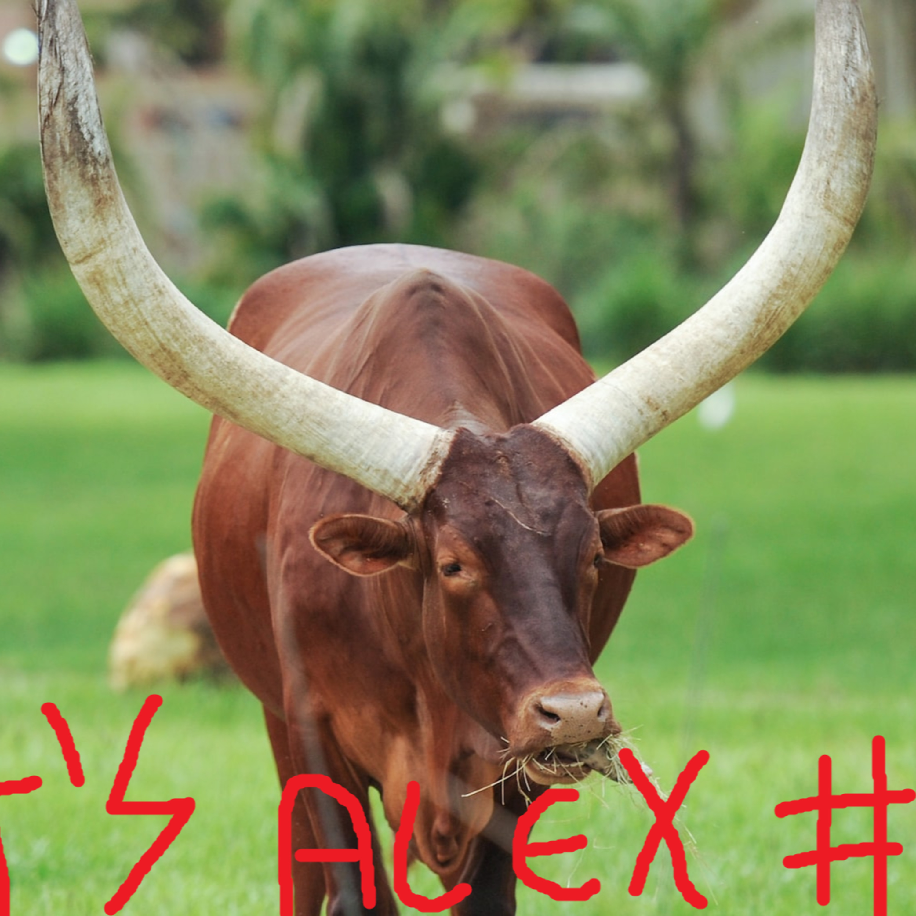 That\'s Alex Podcast