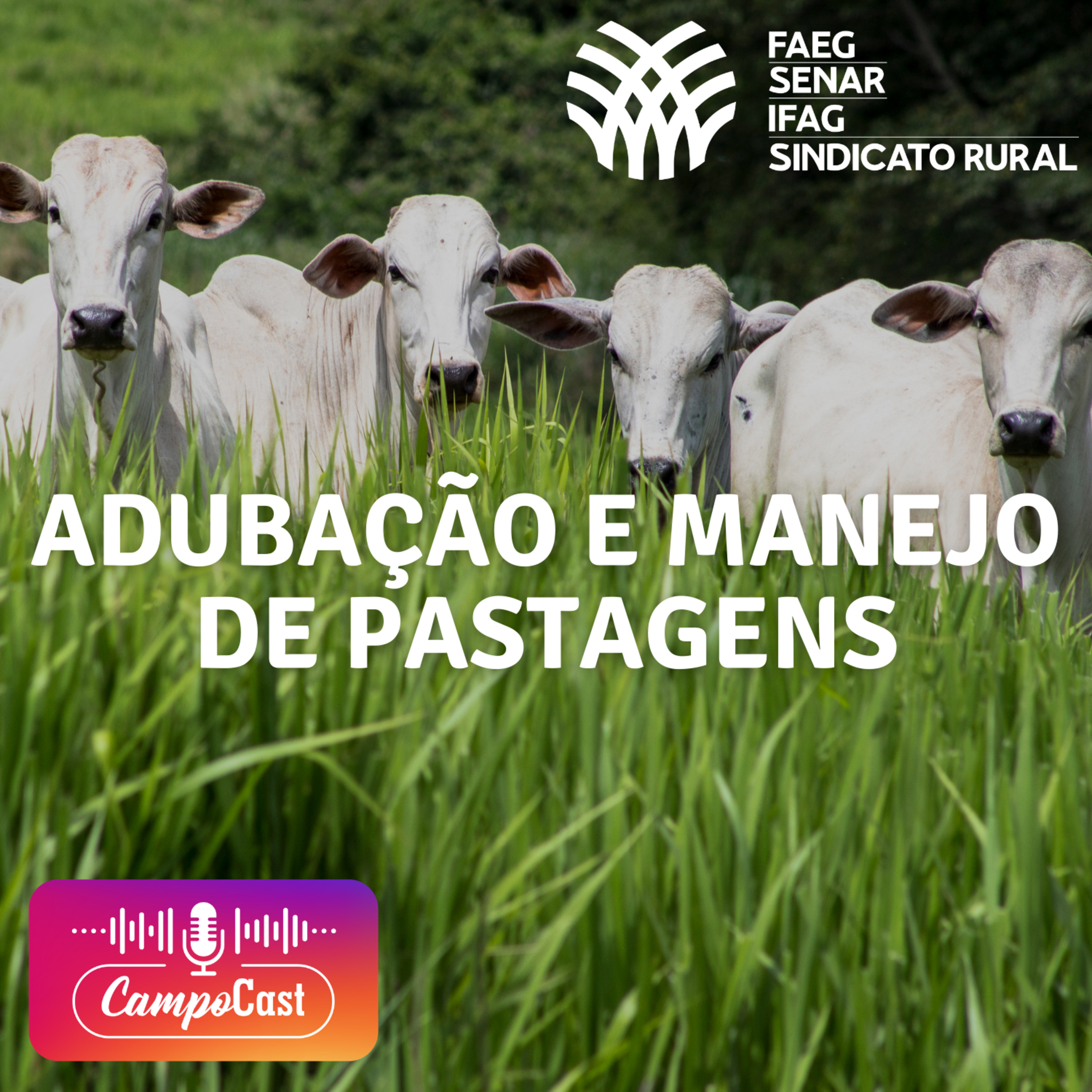 Campo Cast