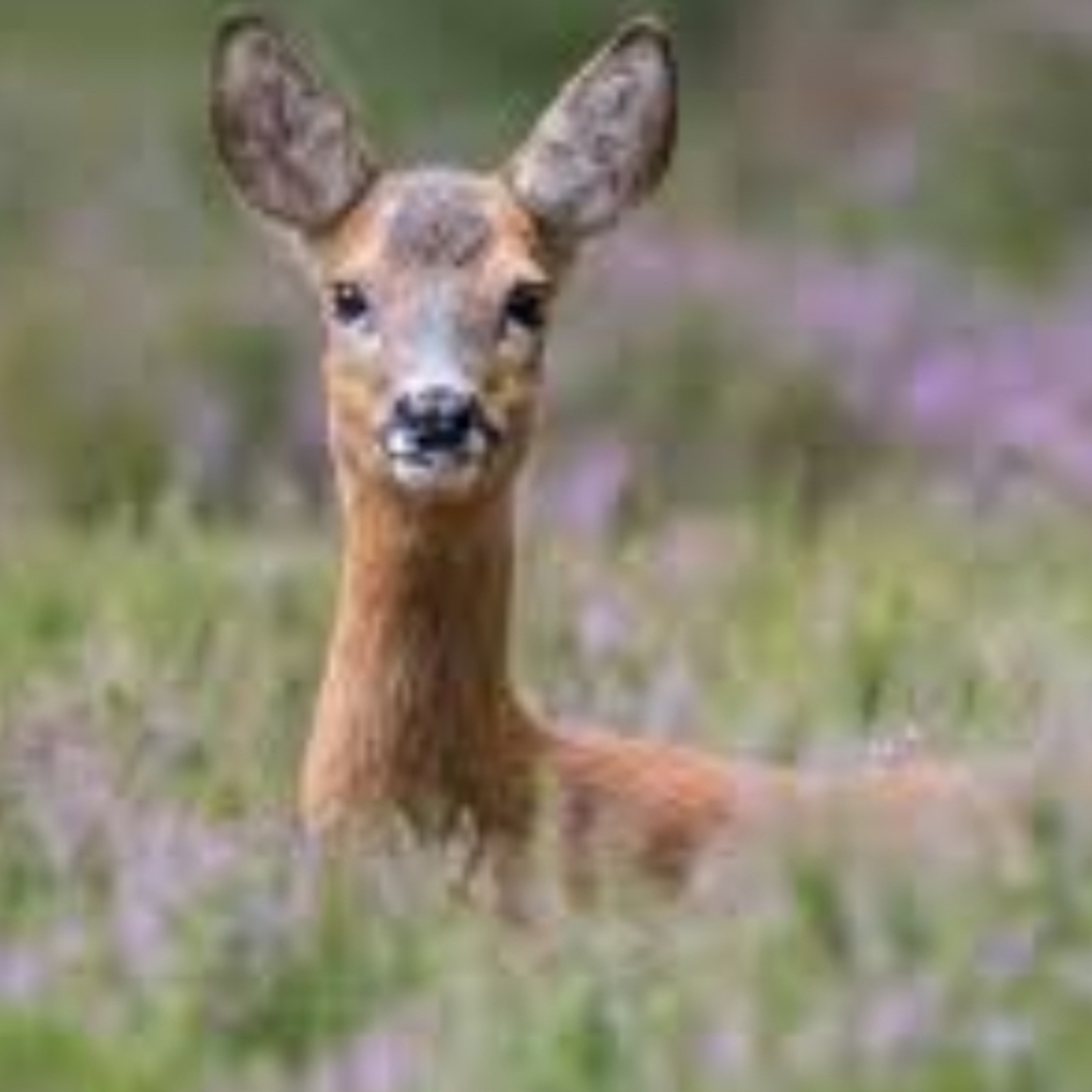 Formby Podcast