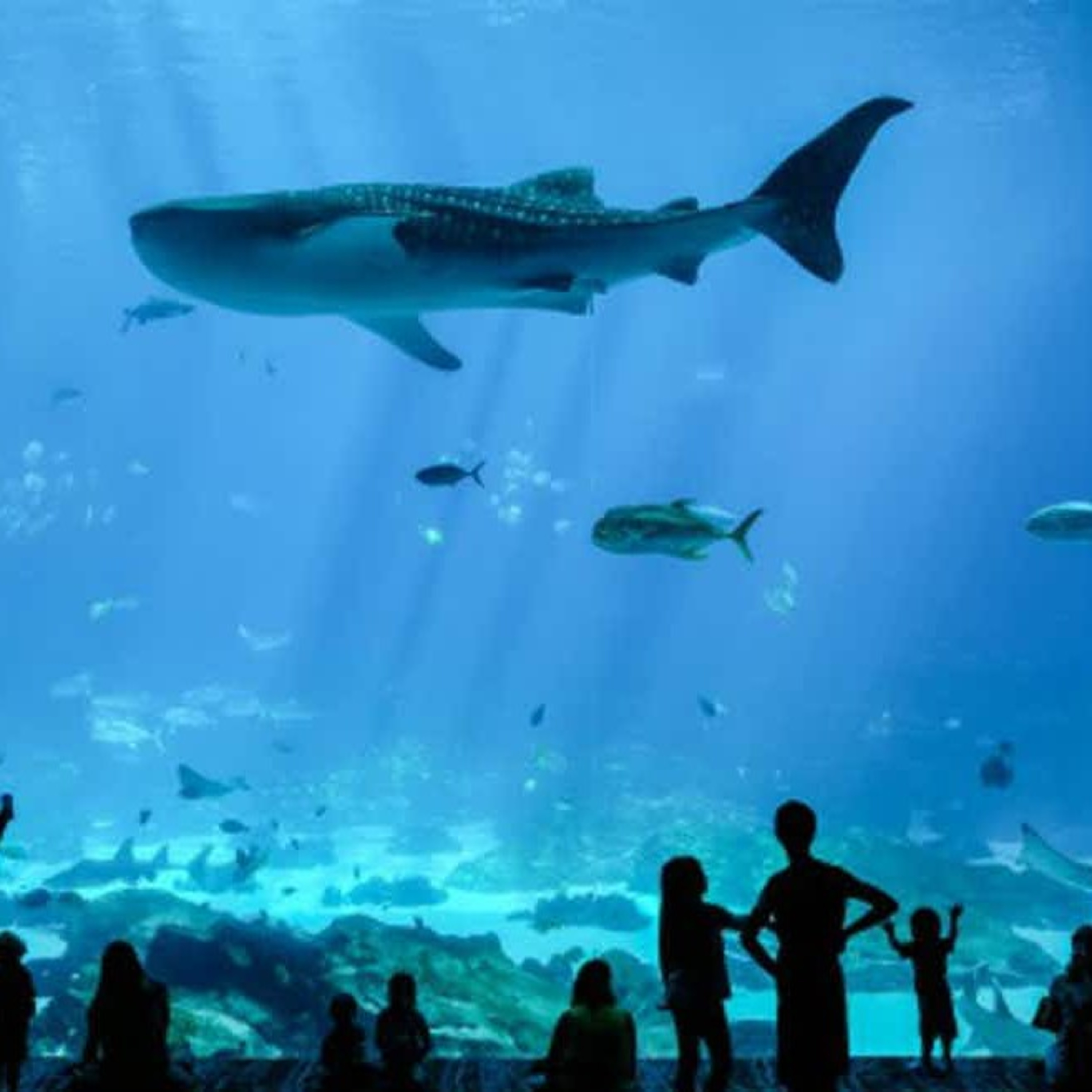 Living On A Scale News