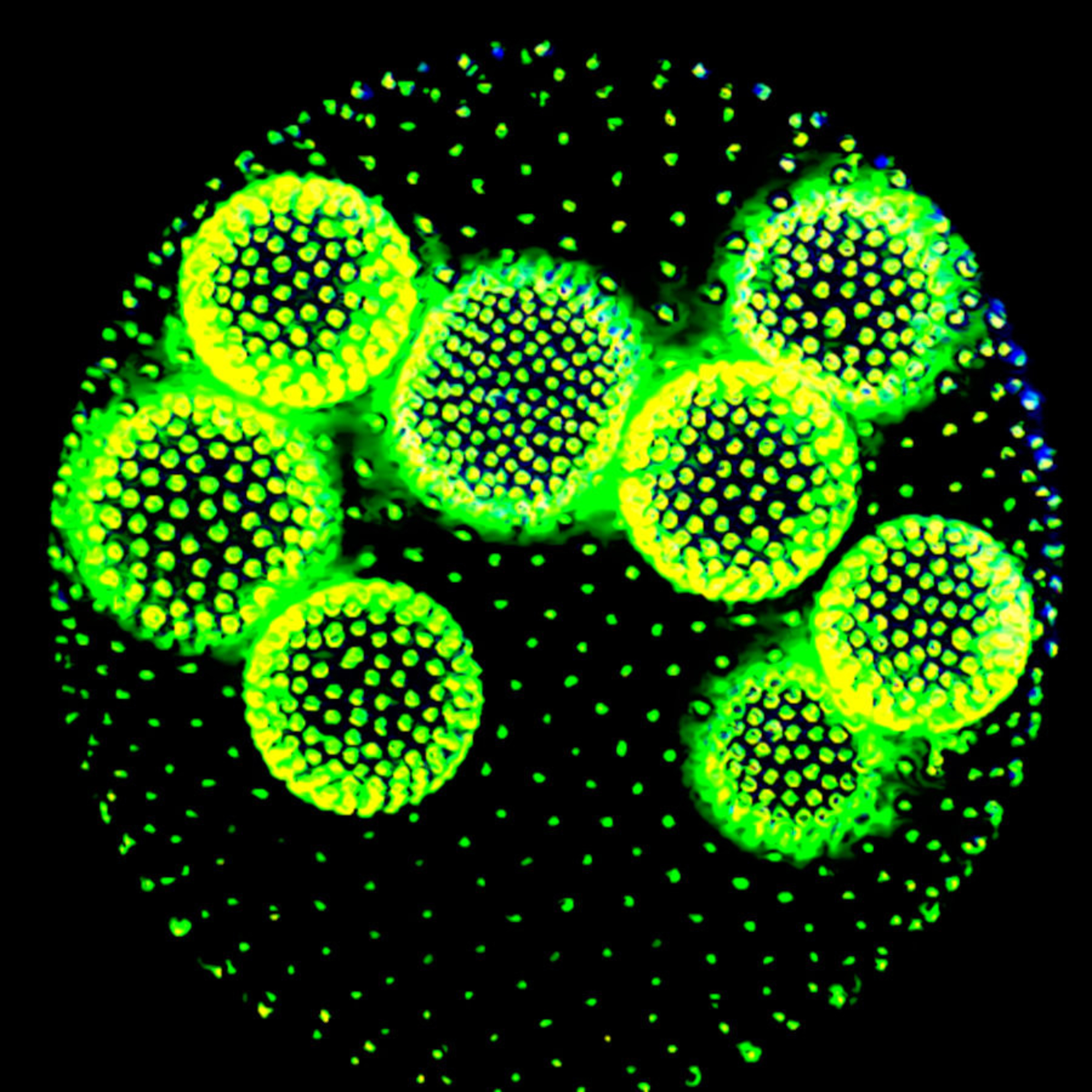 Darwin\'s Deviations