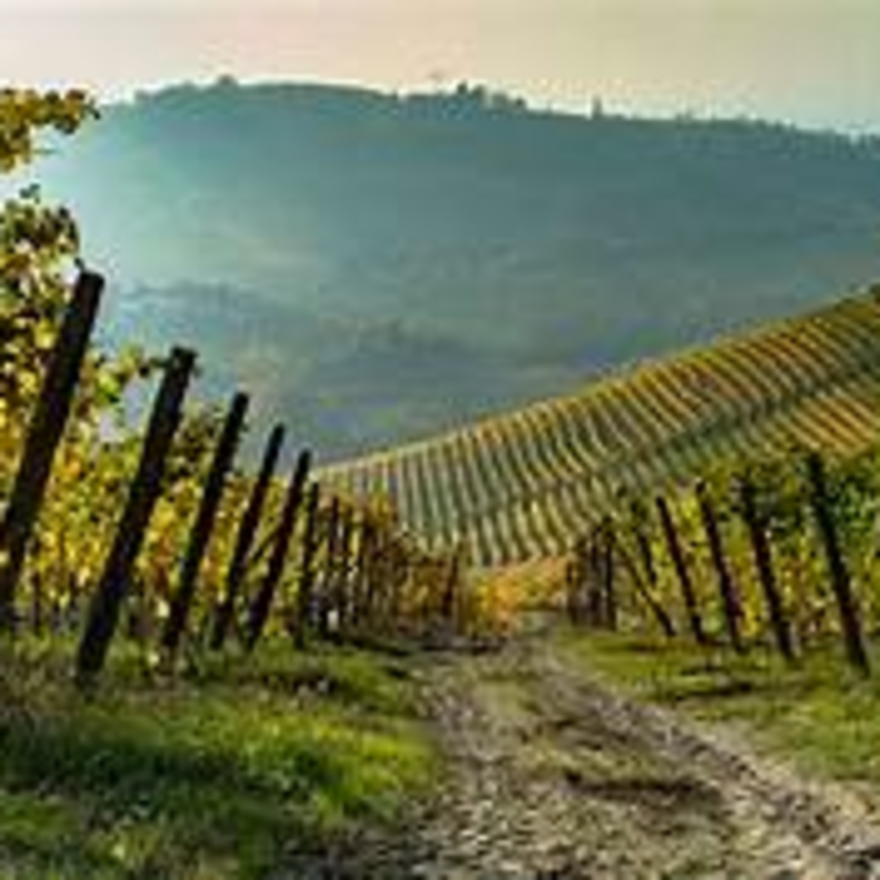 I vini del Piemonte - a cura del Sommelier Mirko Gallo - Dammi3Parole - Radio Nueva Italia