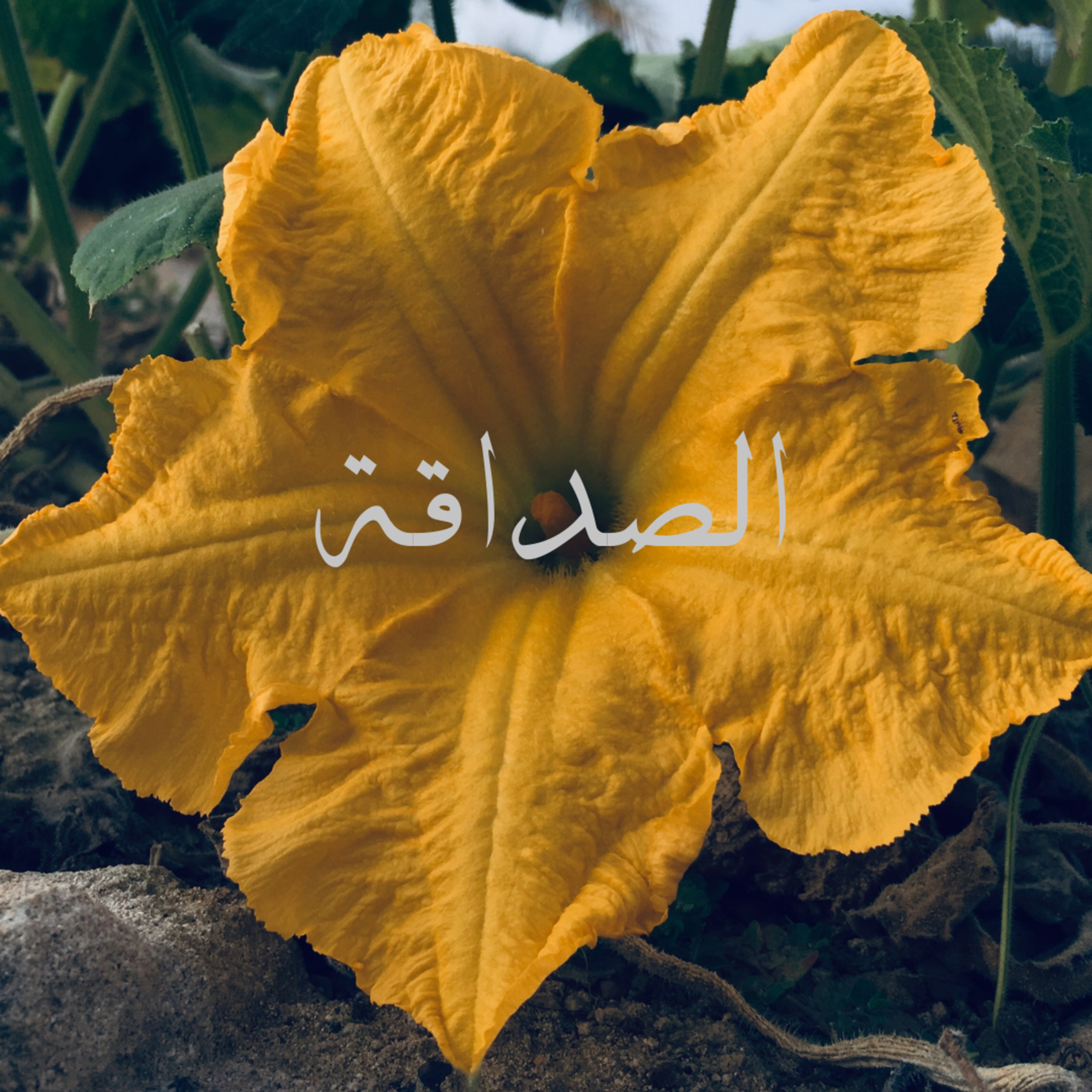 الصداقة  episode artwork