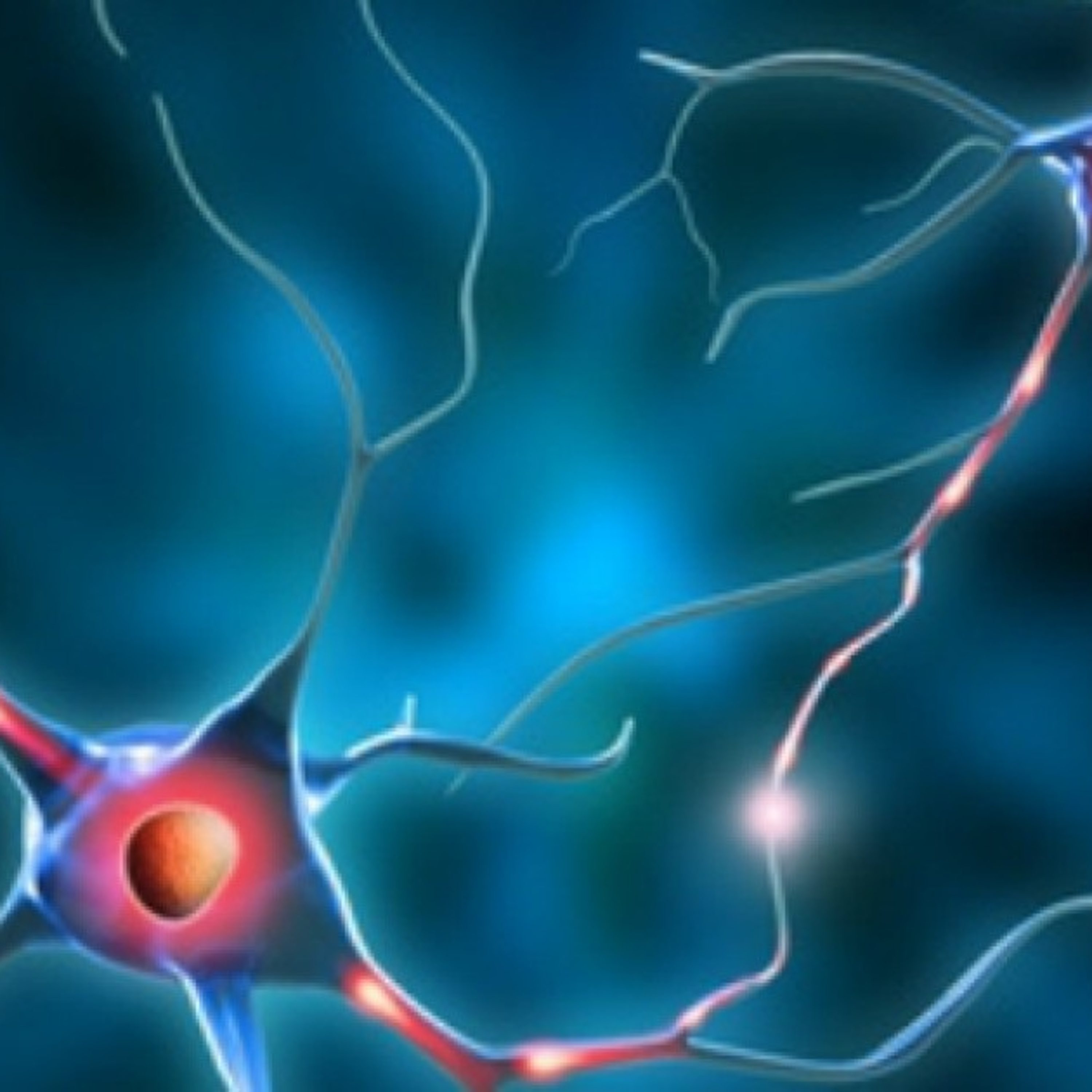 Teóricas sobre la división del cerebro