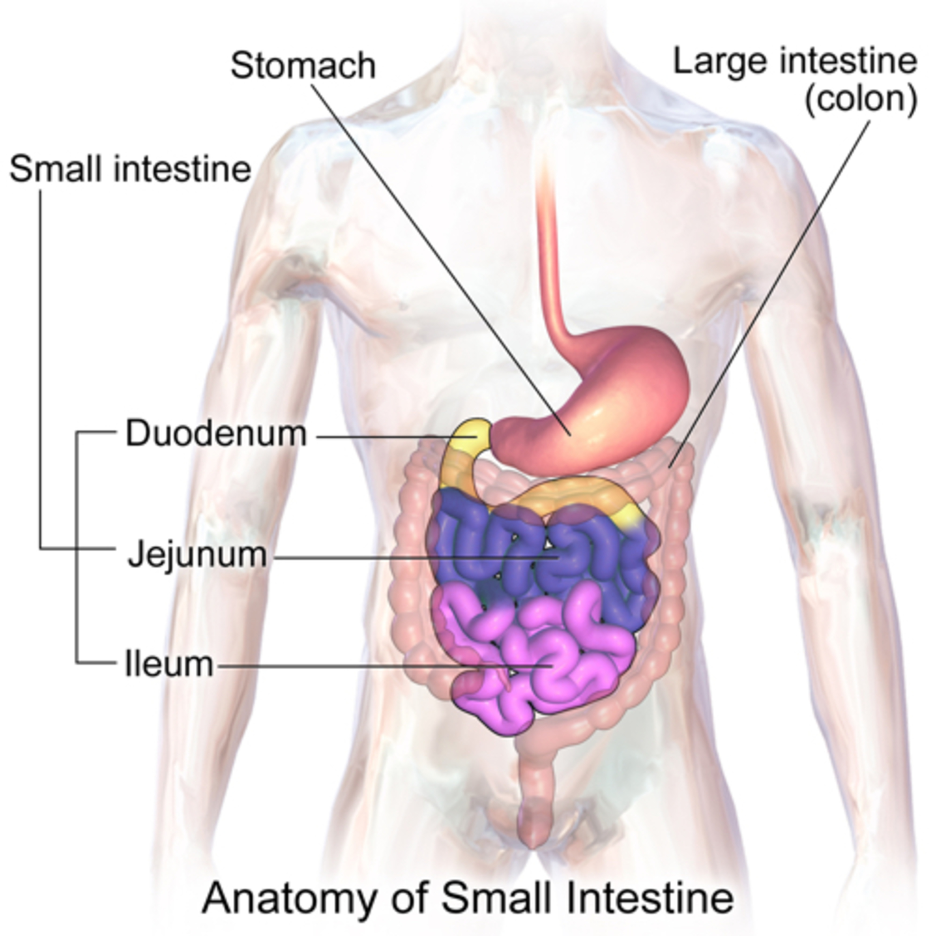 Organ Authors: Small Intenstine