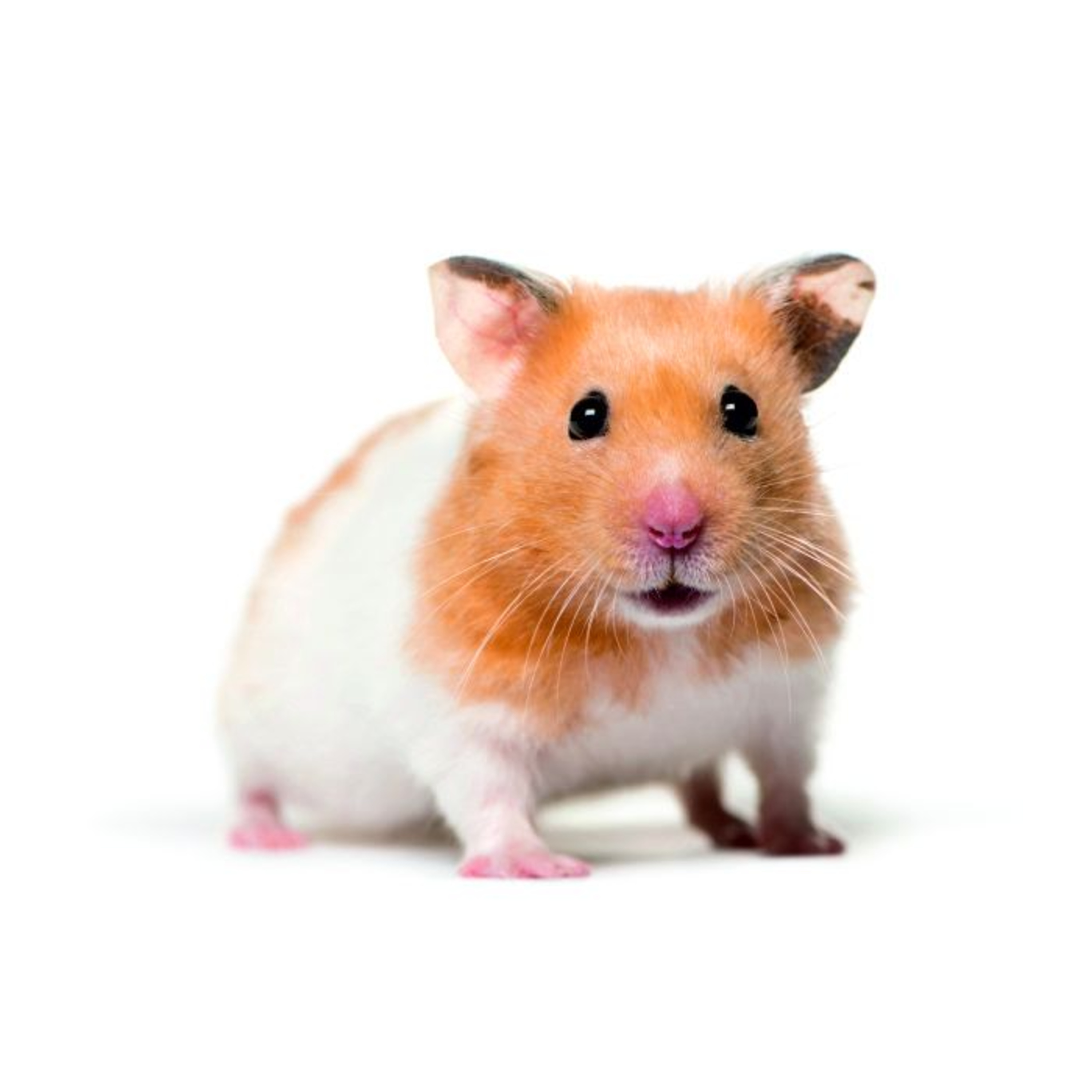 Hamsteri ja kalat ovat suosituimpia lemmikkejä Lahden Faunataressa, mutta myös Suomessa kiellettyjä lemmikkejä on kyselty - "Meiltä on kysytty muutaman kerran apinaa lemmikiksi" episode artwork