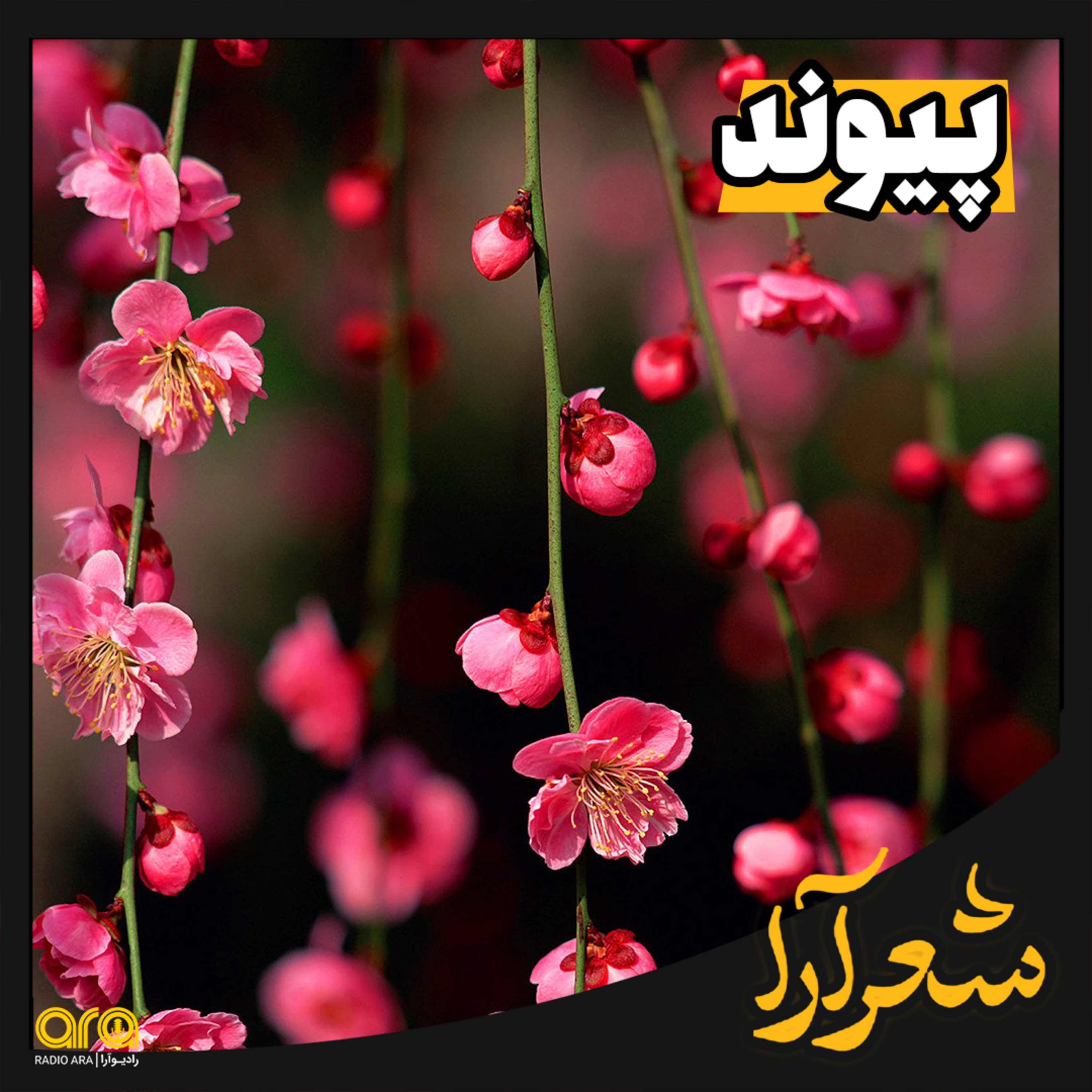 کاور شعرآرا؛ پیوند