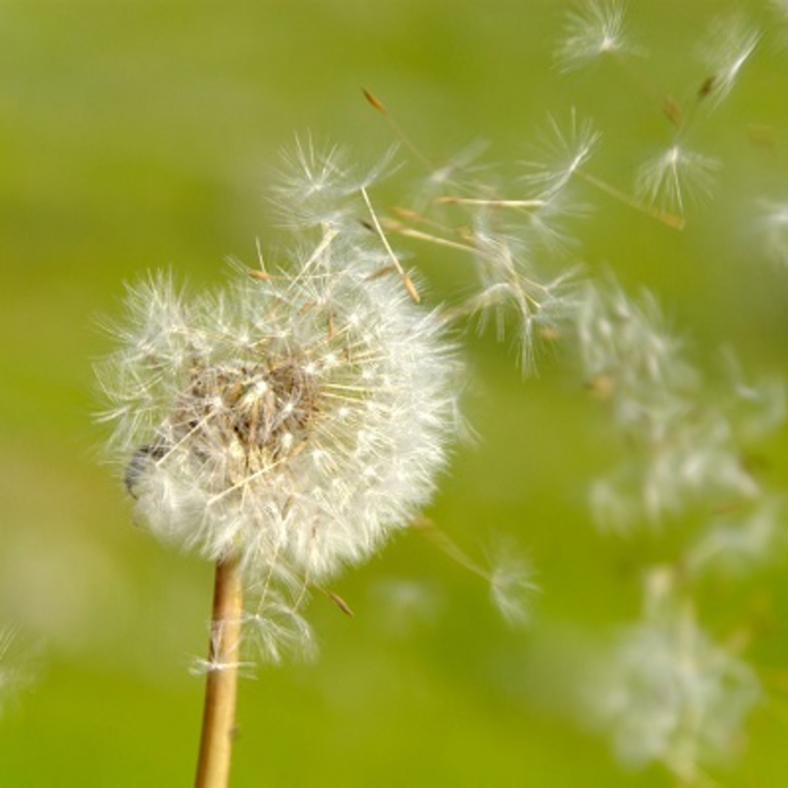 Impermanence