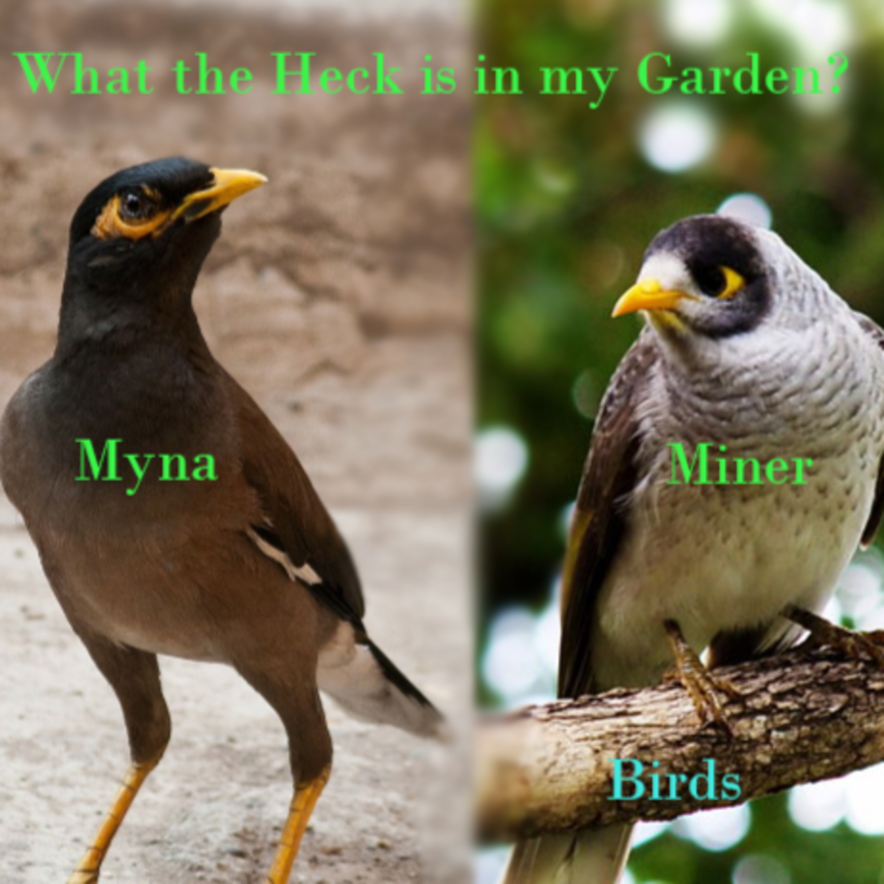 What the Heck is in my Garden?