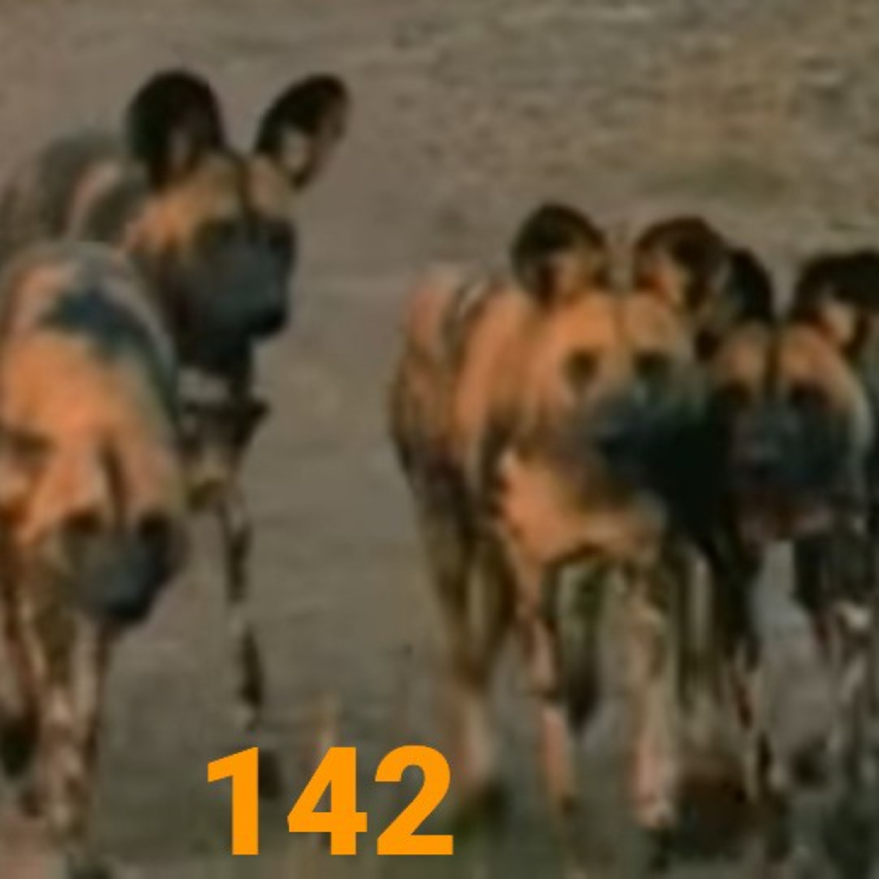 142 หมาสอน