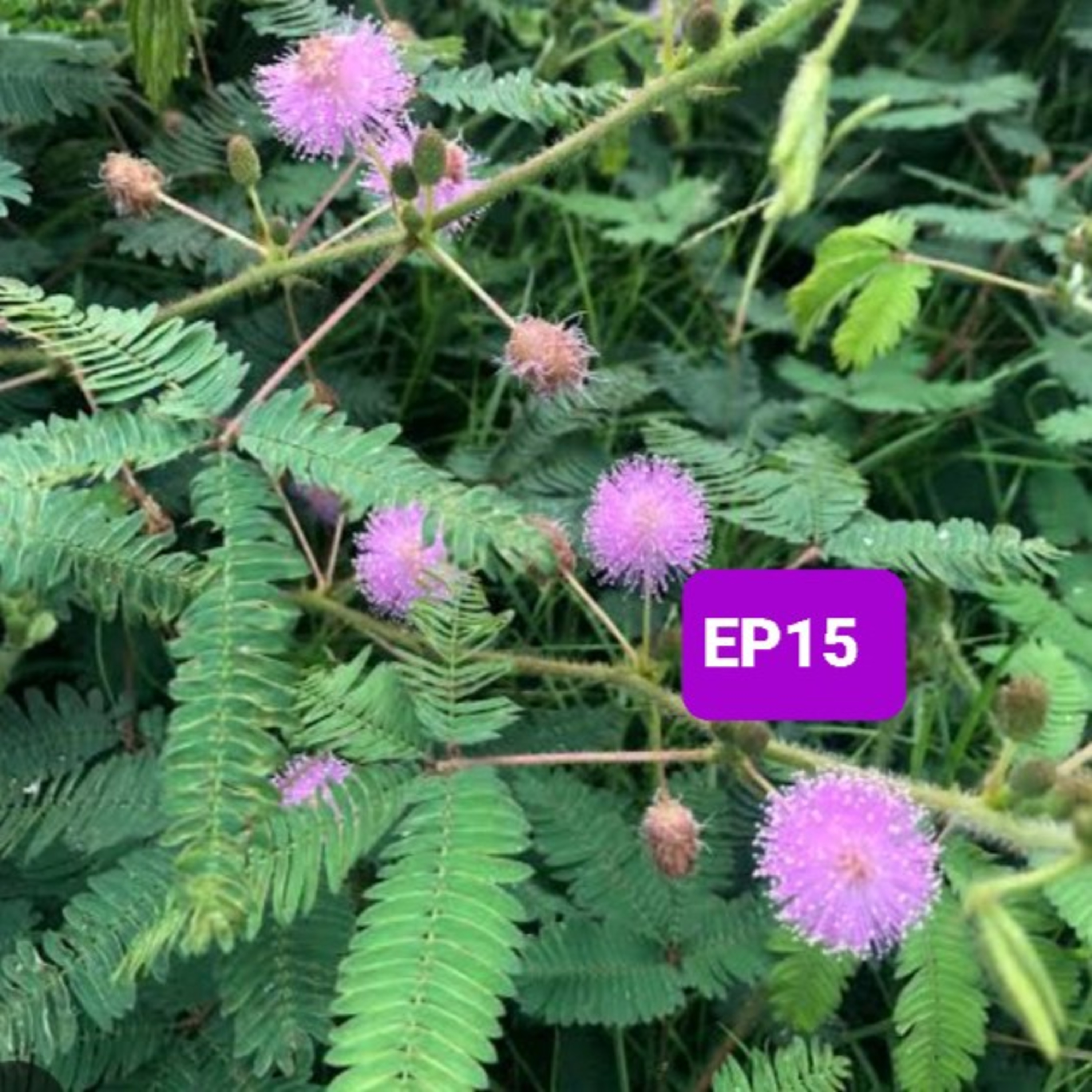 EP15 หุบใบทำไม?🌿🌿🌿🌿🌿🌿🌿🌿🌿🌿🌿🌿🌿🌿