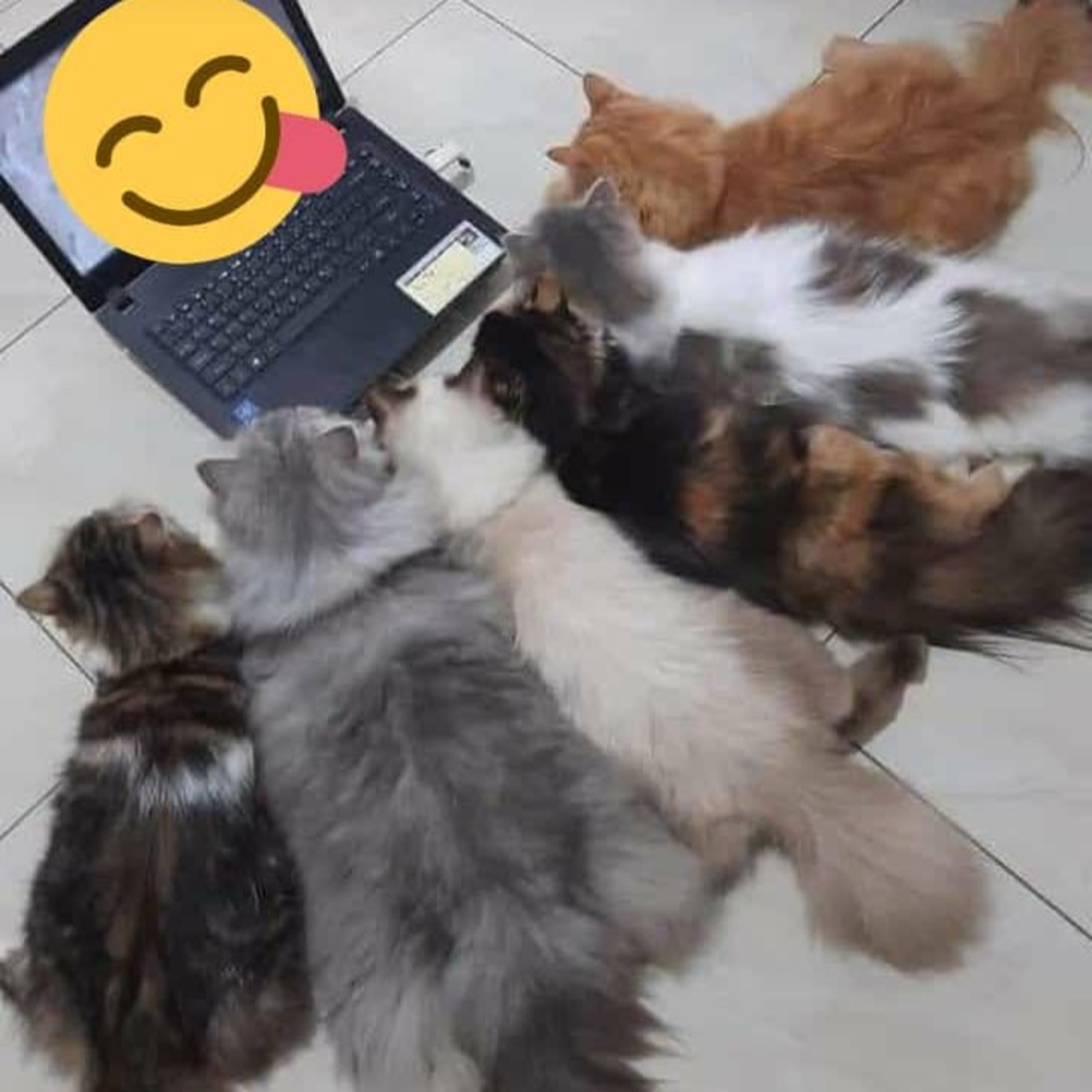 miauwers cuties