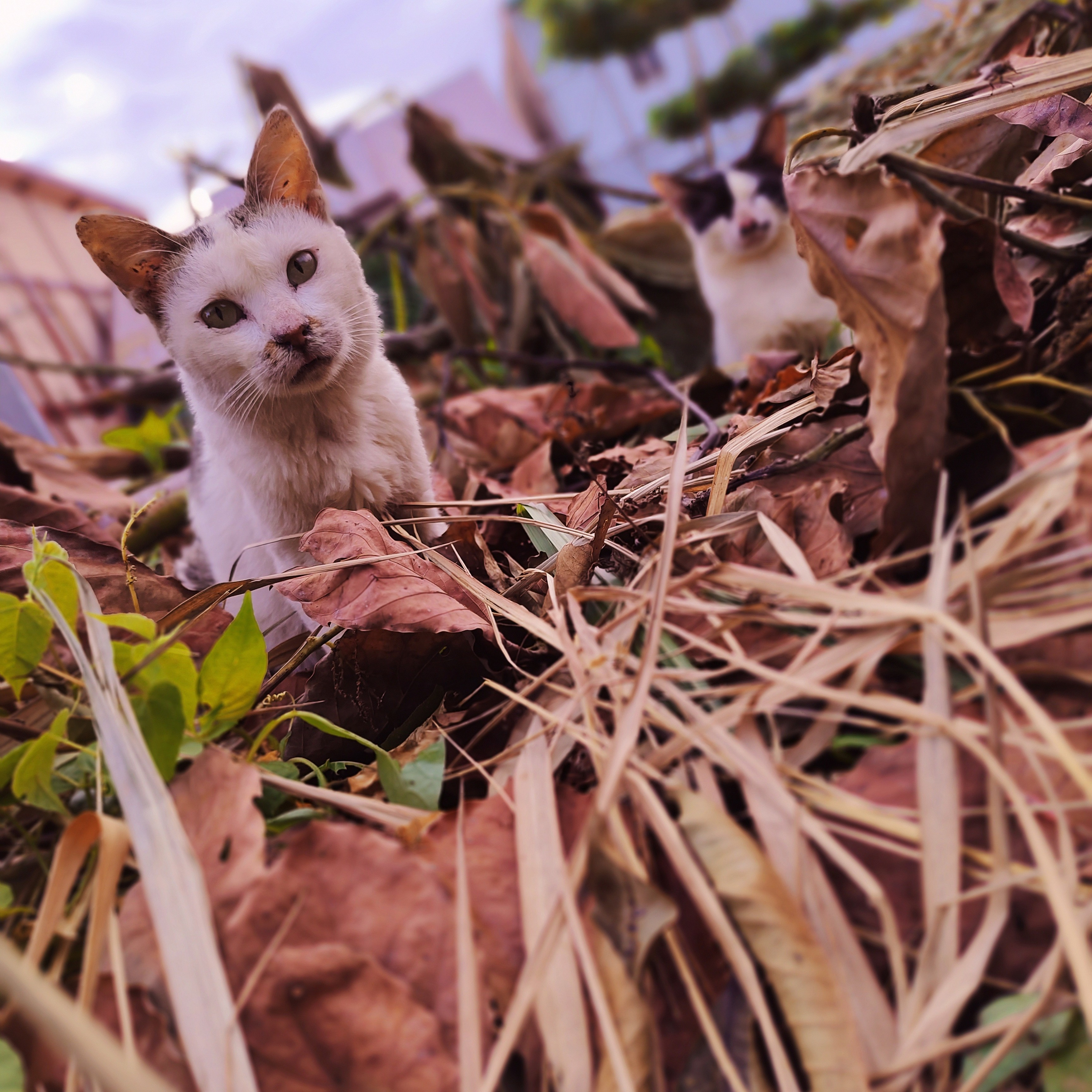 miauwers cuties