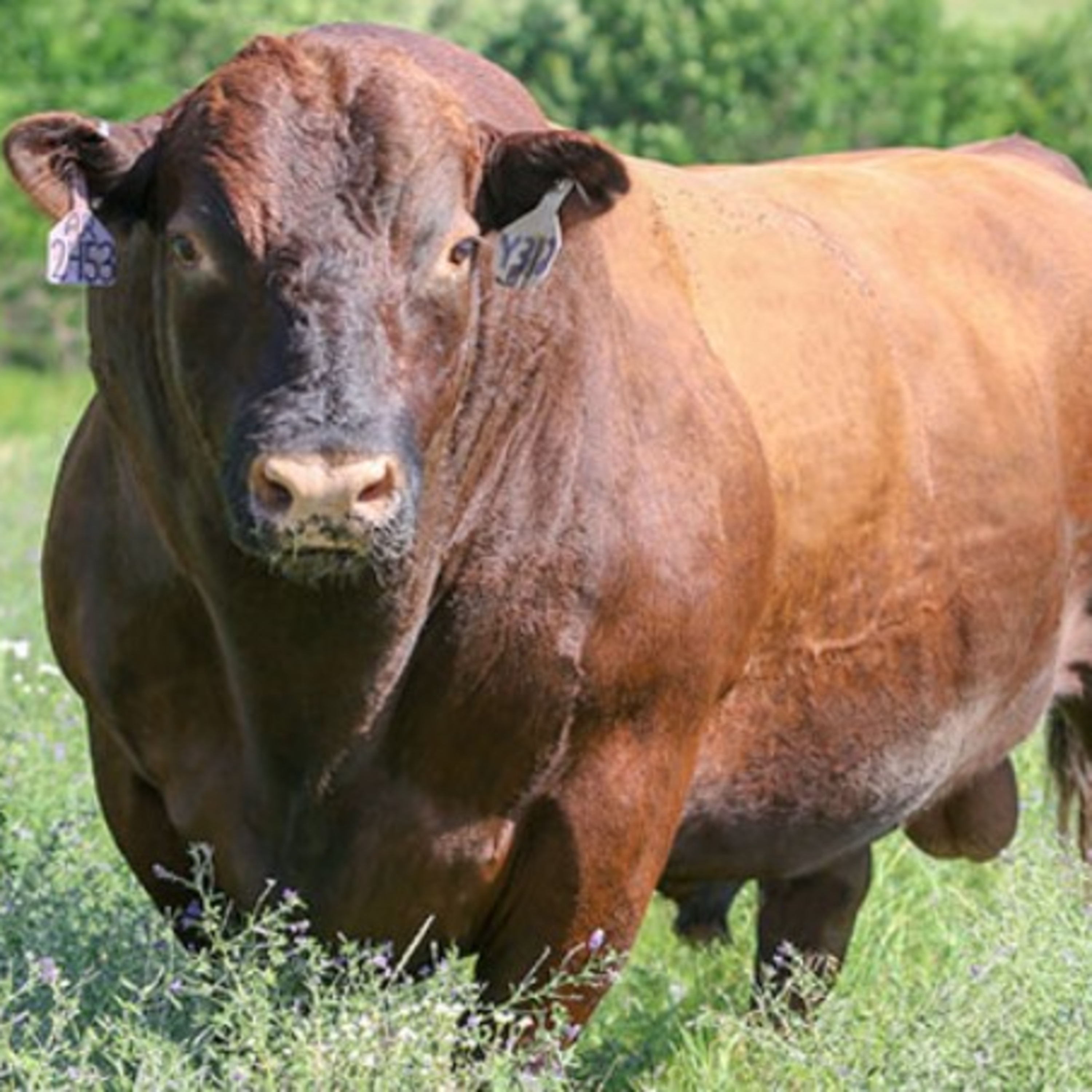 Muckracker