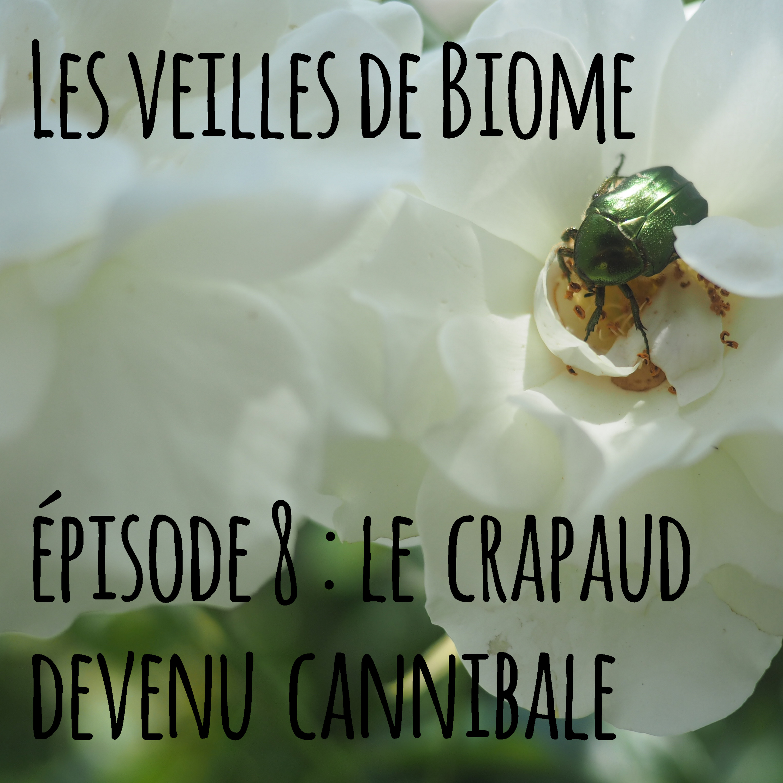 Les veilles de Biome - épisode 8 : le crapaud devenu cannibale