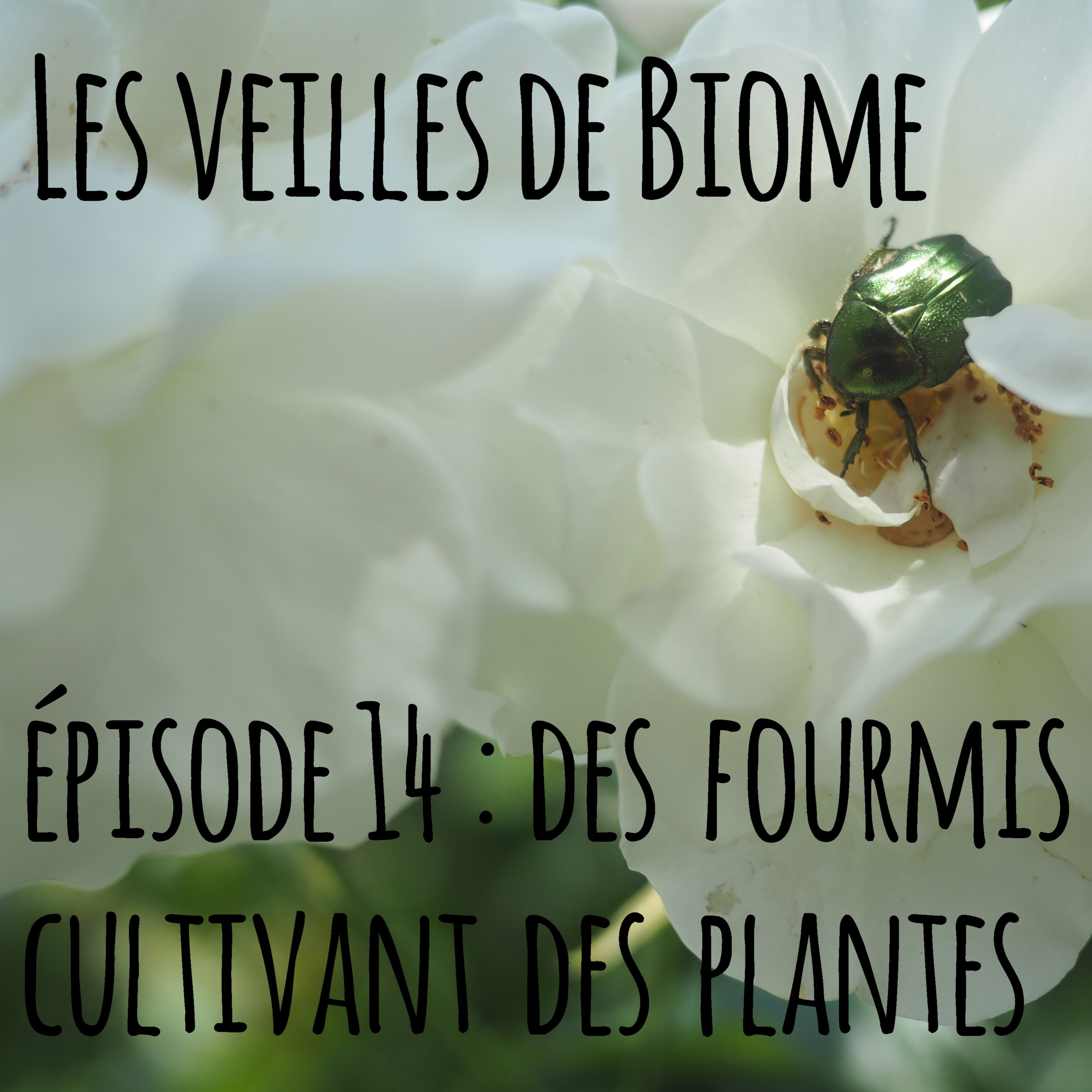 Les veille de Biome - épisode 14 : les fourmis cultivant des plantes