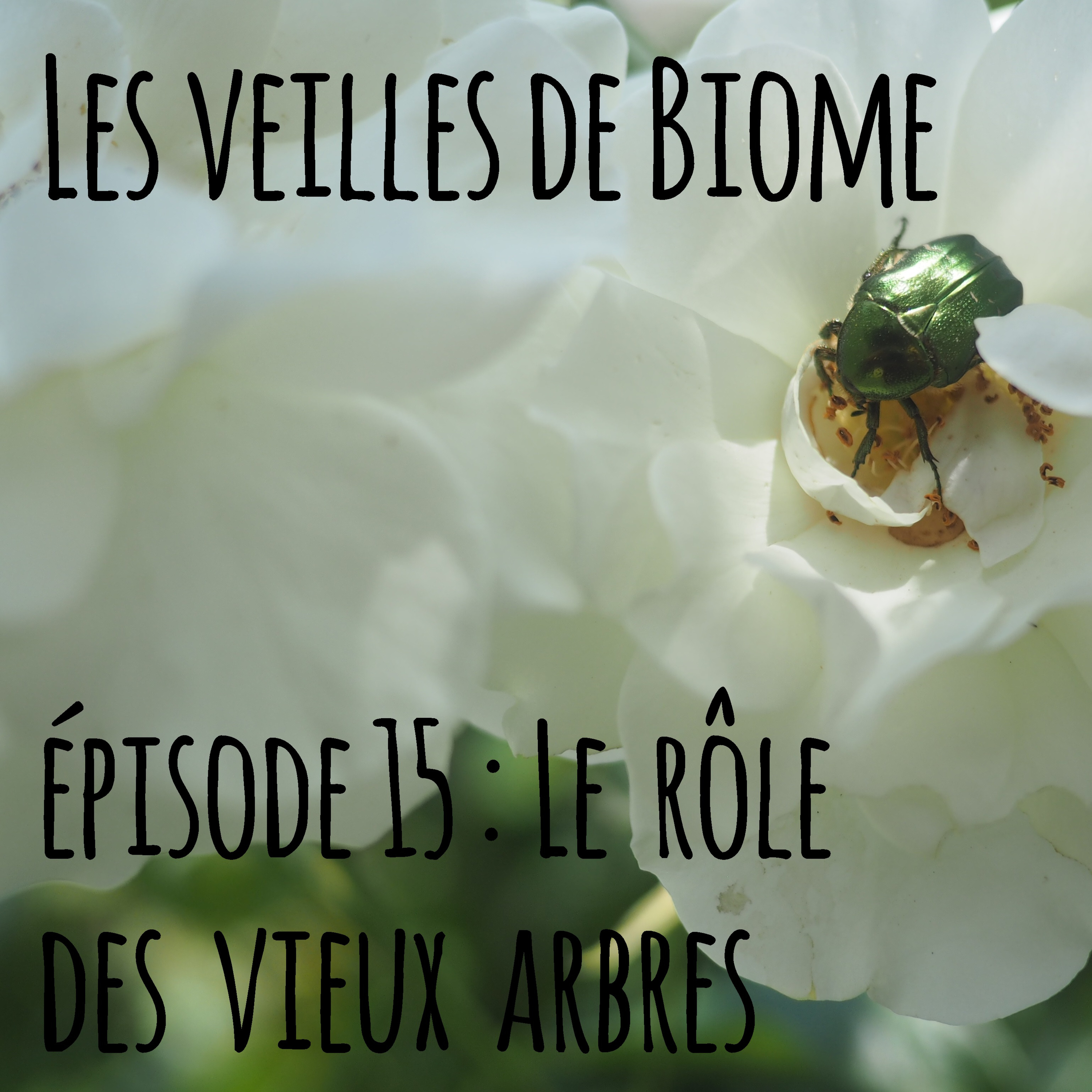 Les veilles de Biome - épisode 15 : le rôle des vieux arbres
