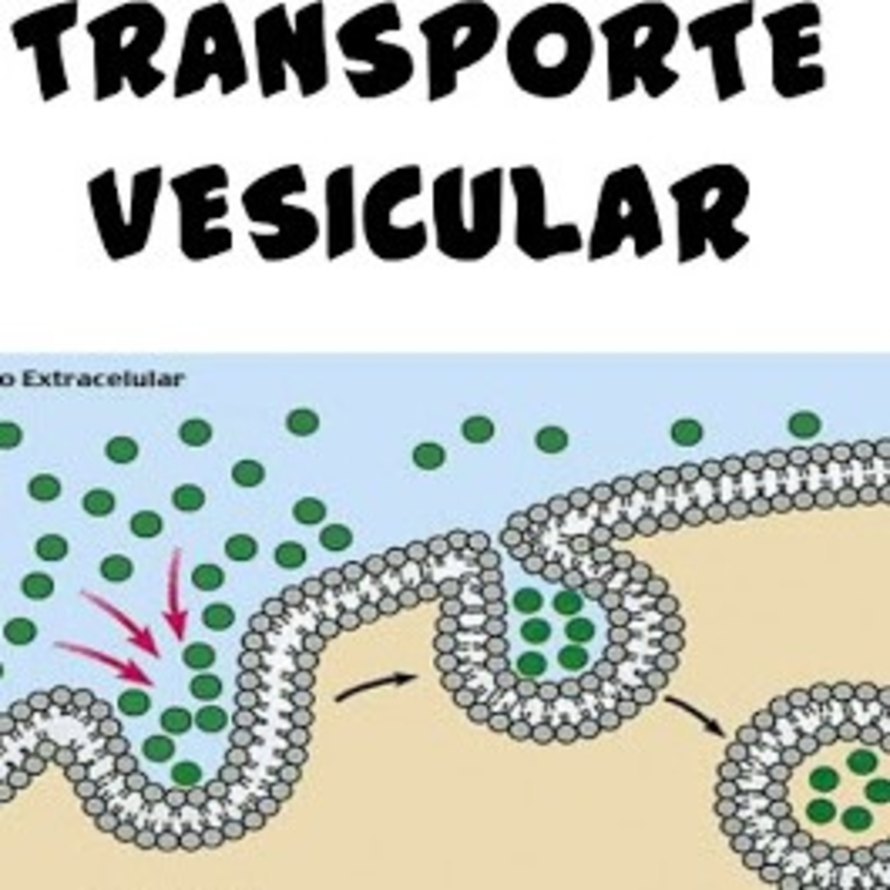 Transporte vesícular episode artwork