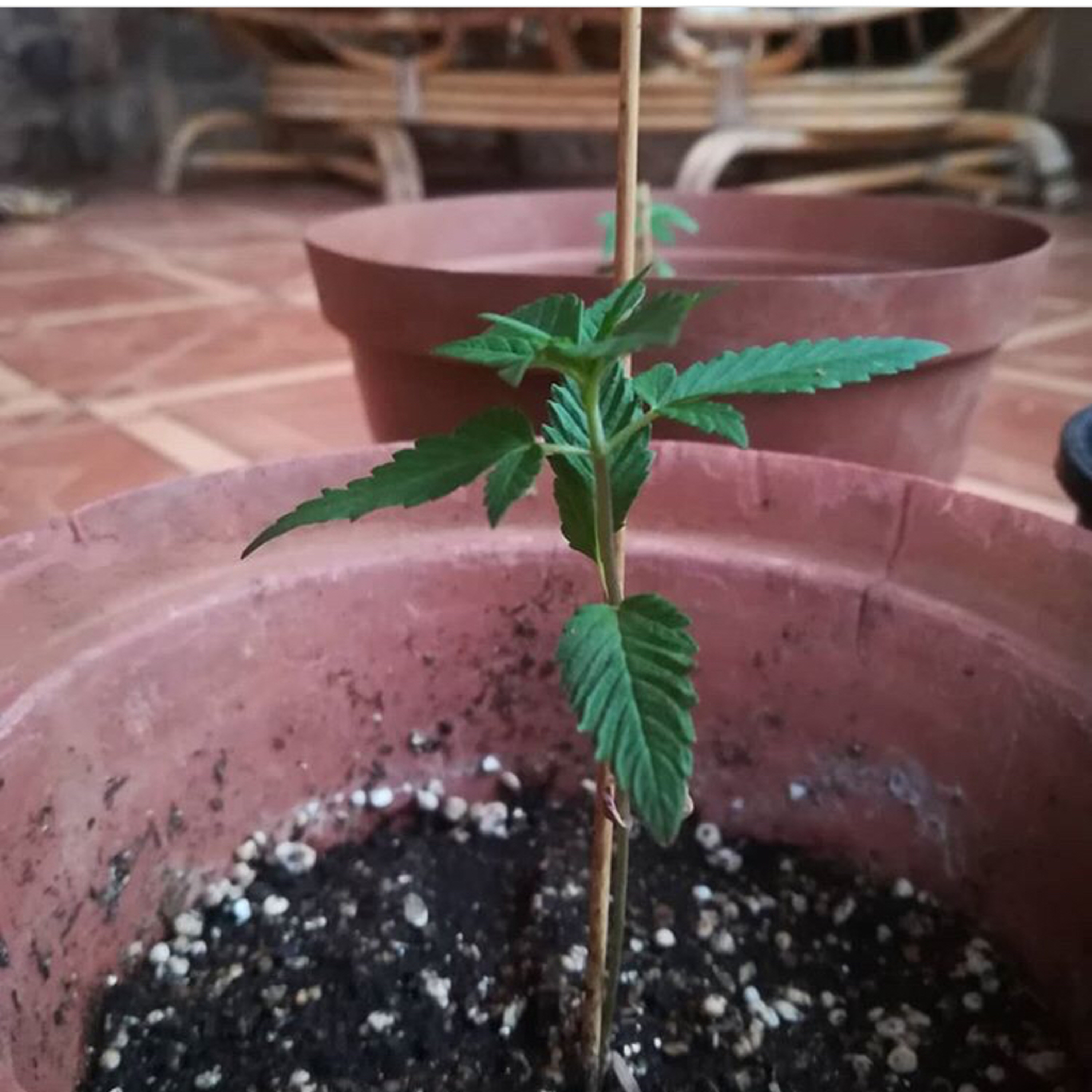 Episode 3: Growing Cannabis Part 1
