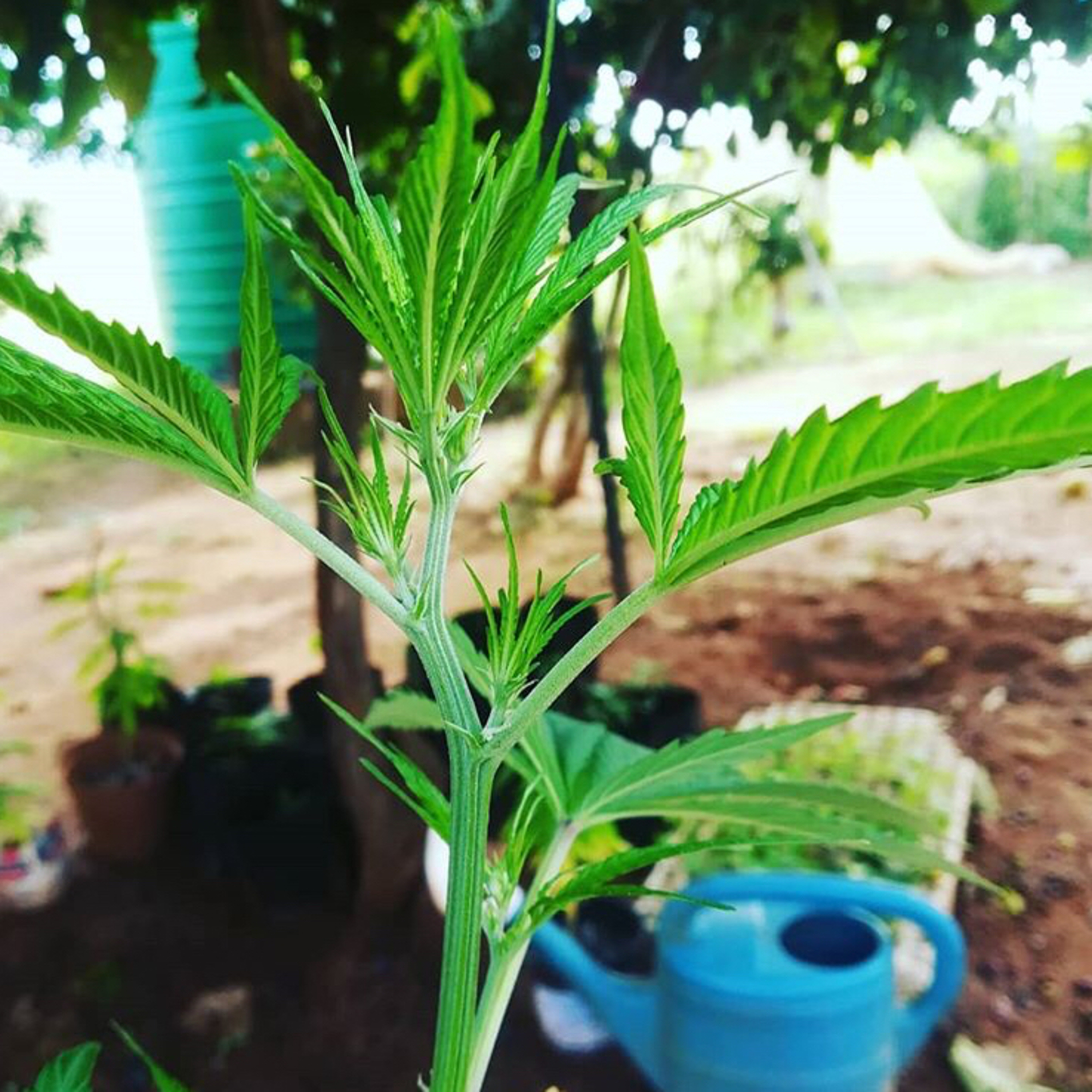 Episode 3: Growing Cannabis Part 2
