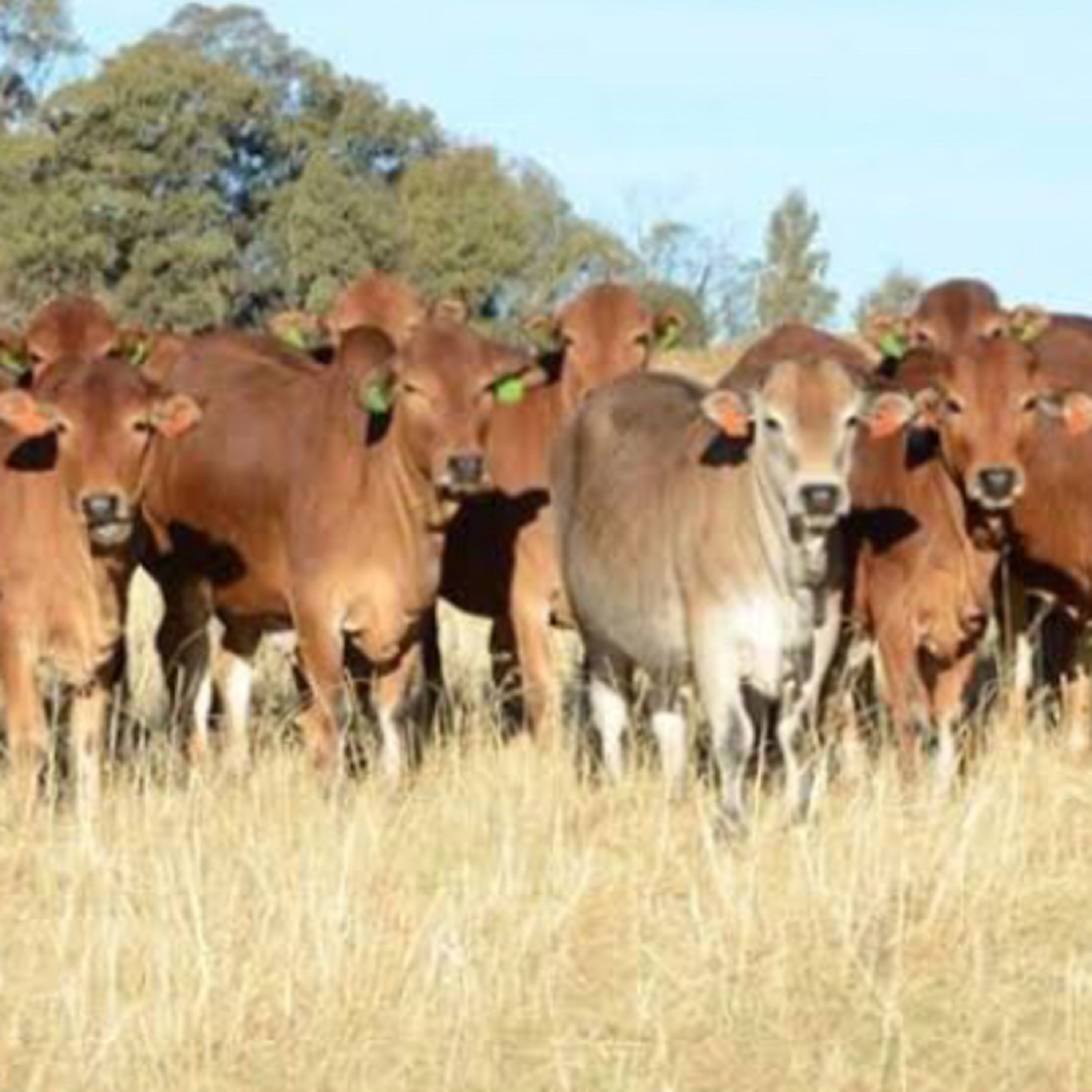 Episode 7: Building Livestock For Start Ups