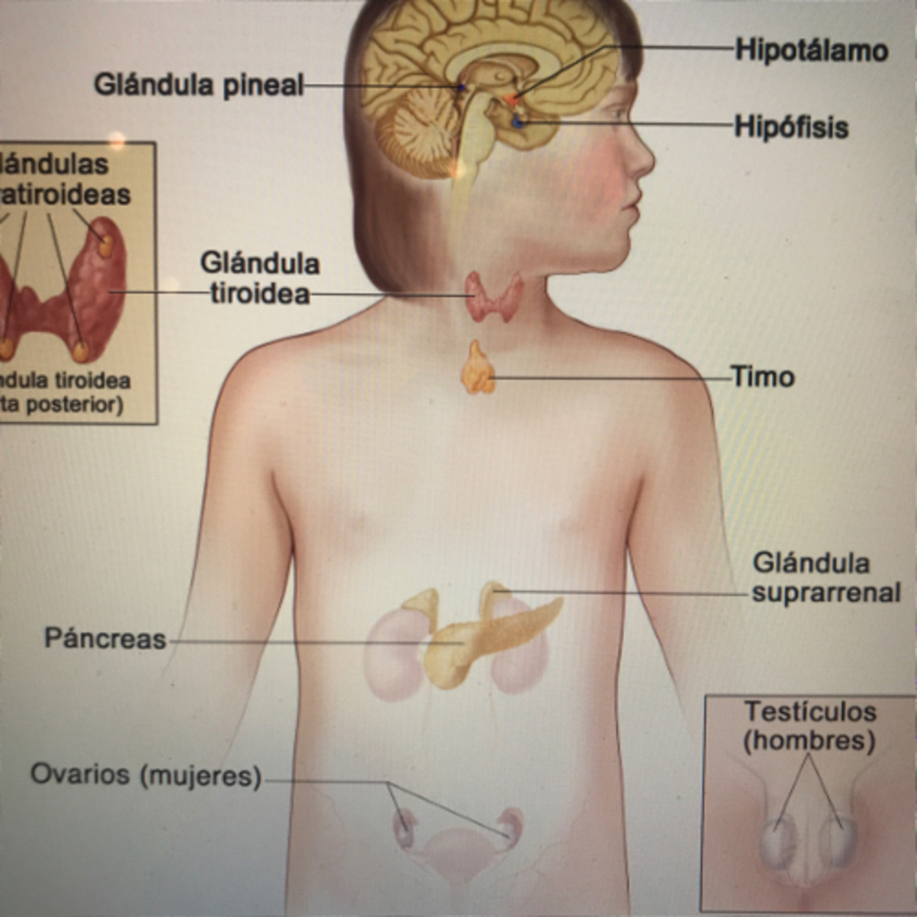 Sistema Endocrino  episode artwork