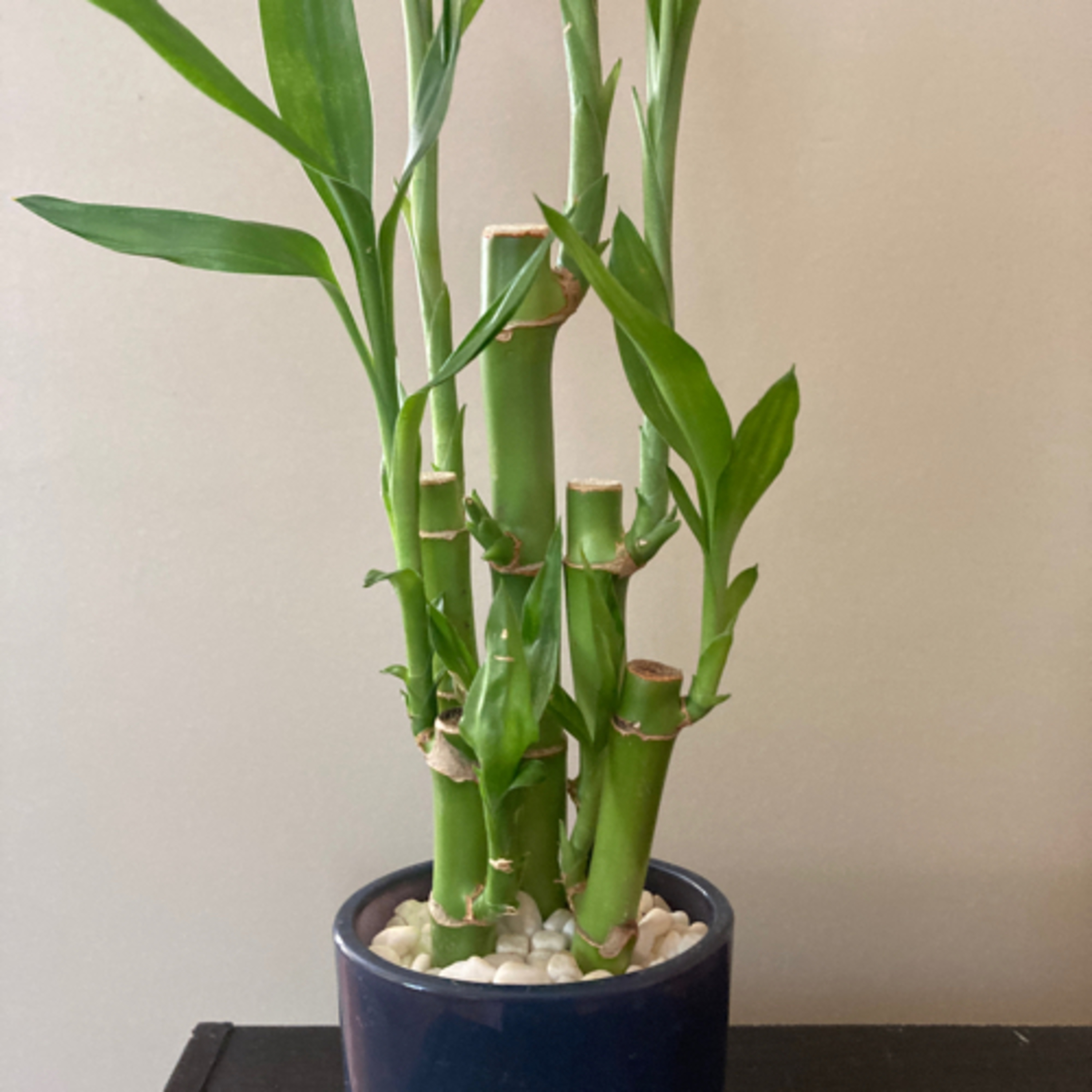 Ali’s calming meditation