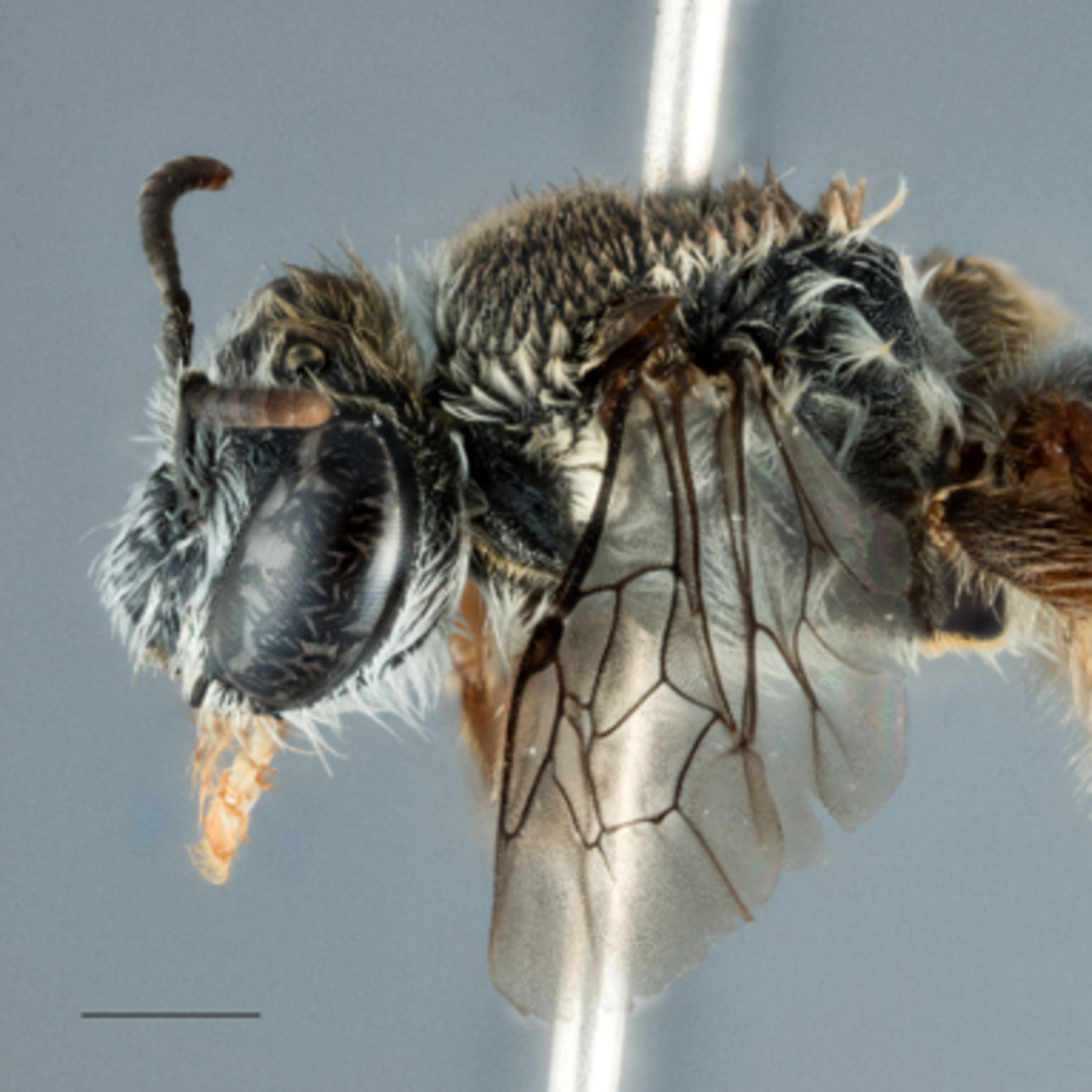 A New Species of Australian Native Bee with Kit Prendergast
