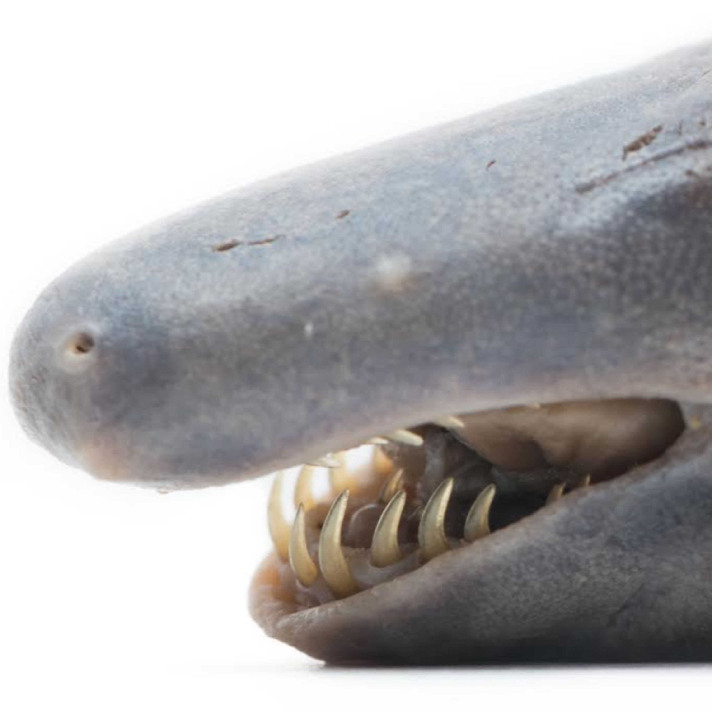 New Species