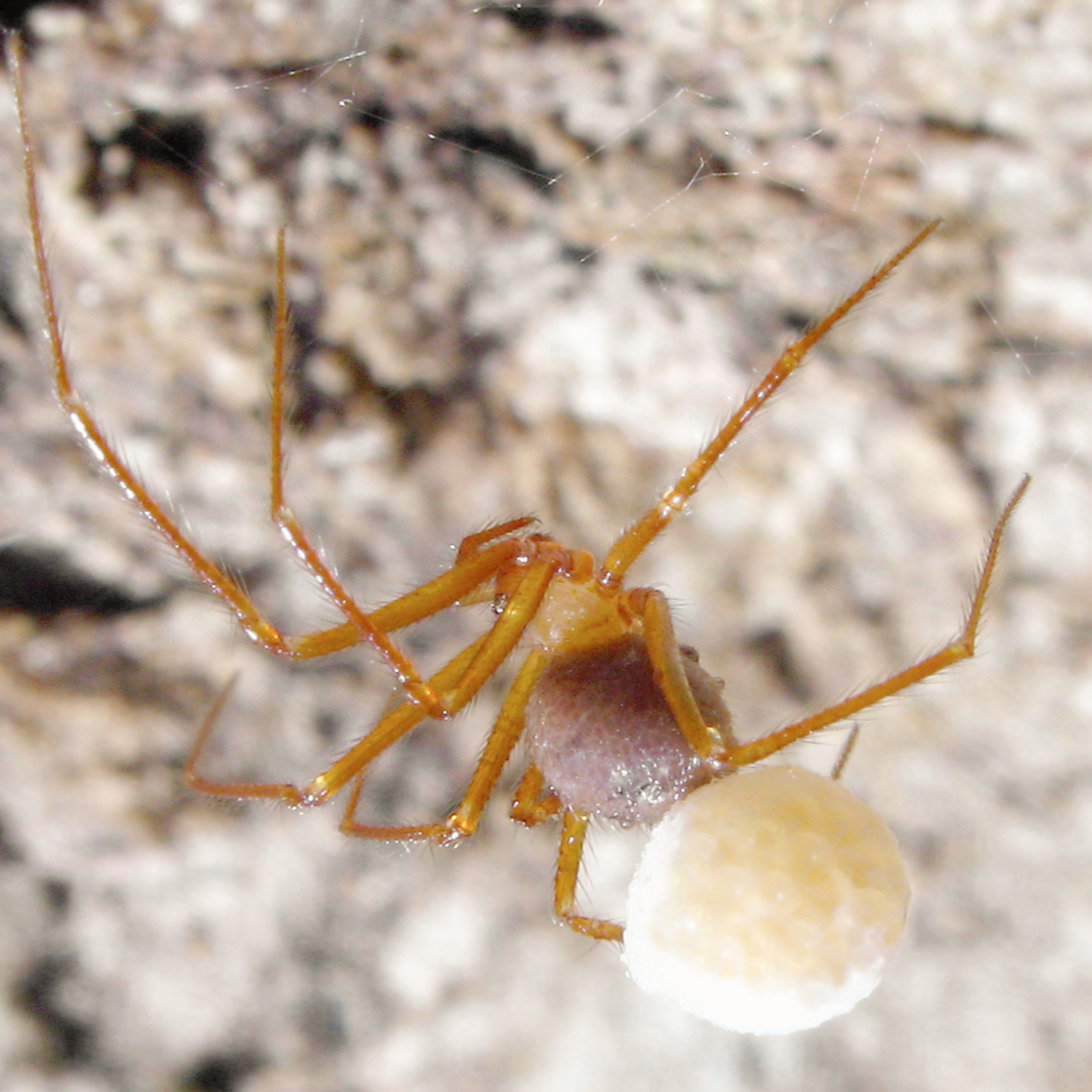 Ten New Species of Cave Spiders with Marshal Hedin