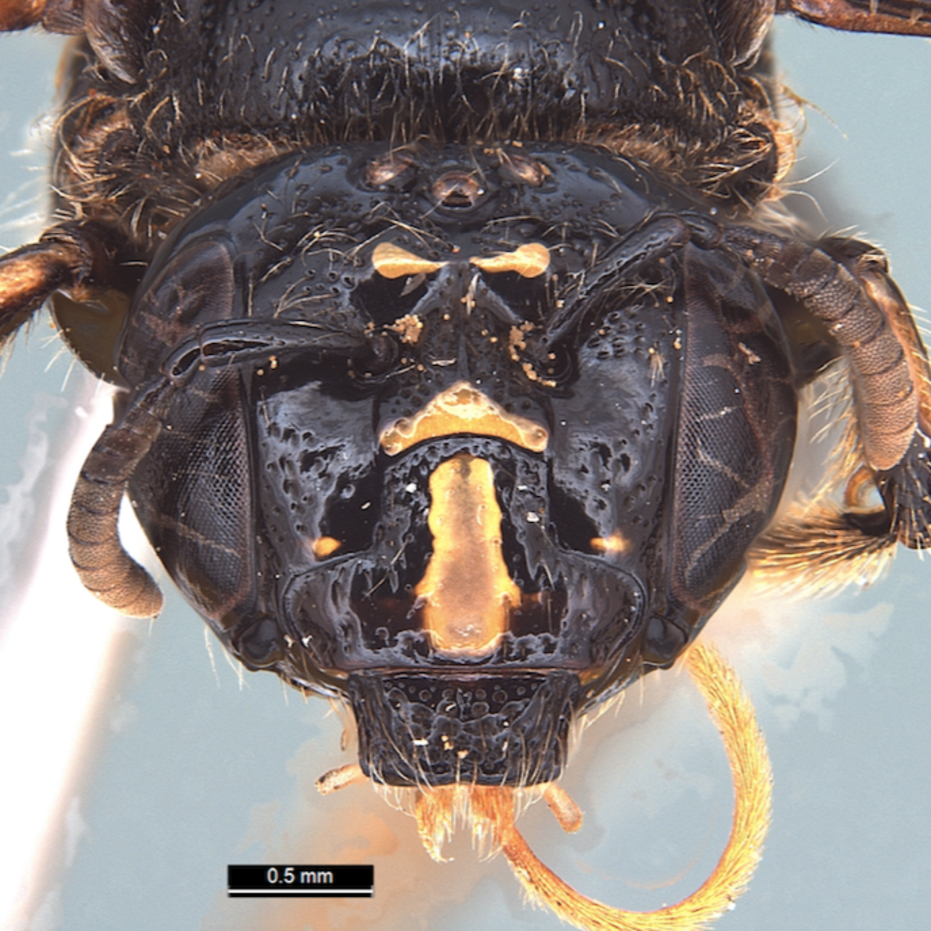 A New Carpenter Bee with Dibyajyoti Ghosh