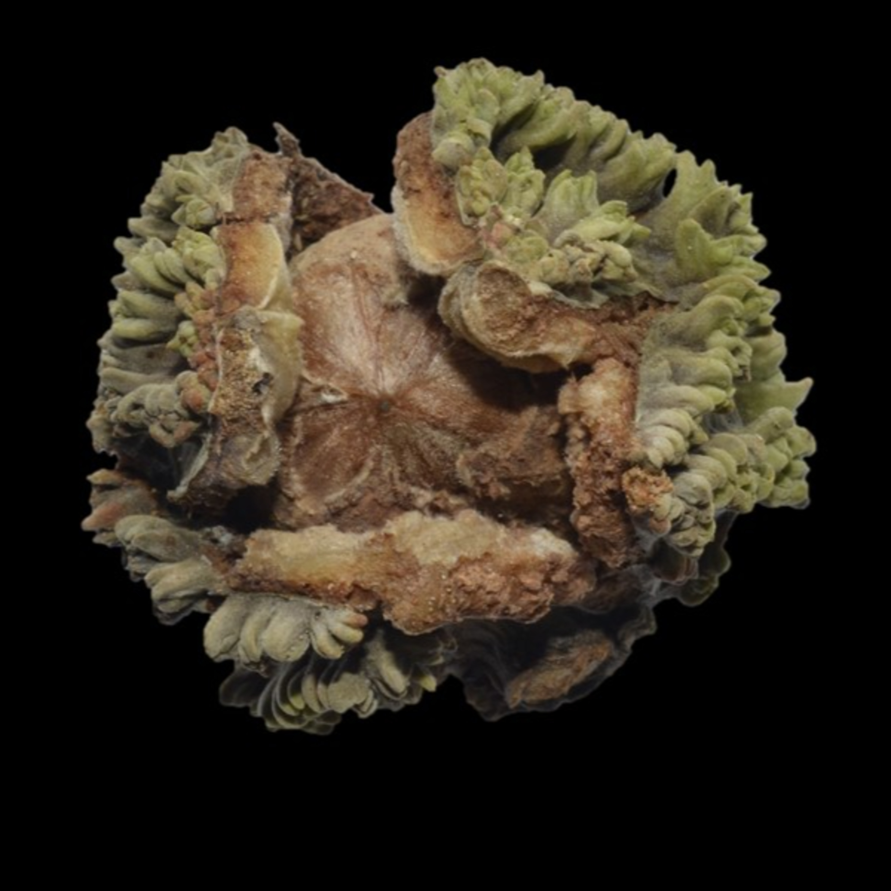 A New Beech Tree with Wei Harn