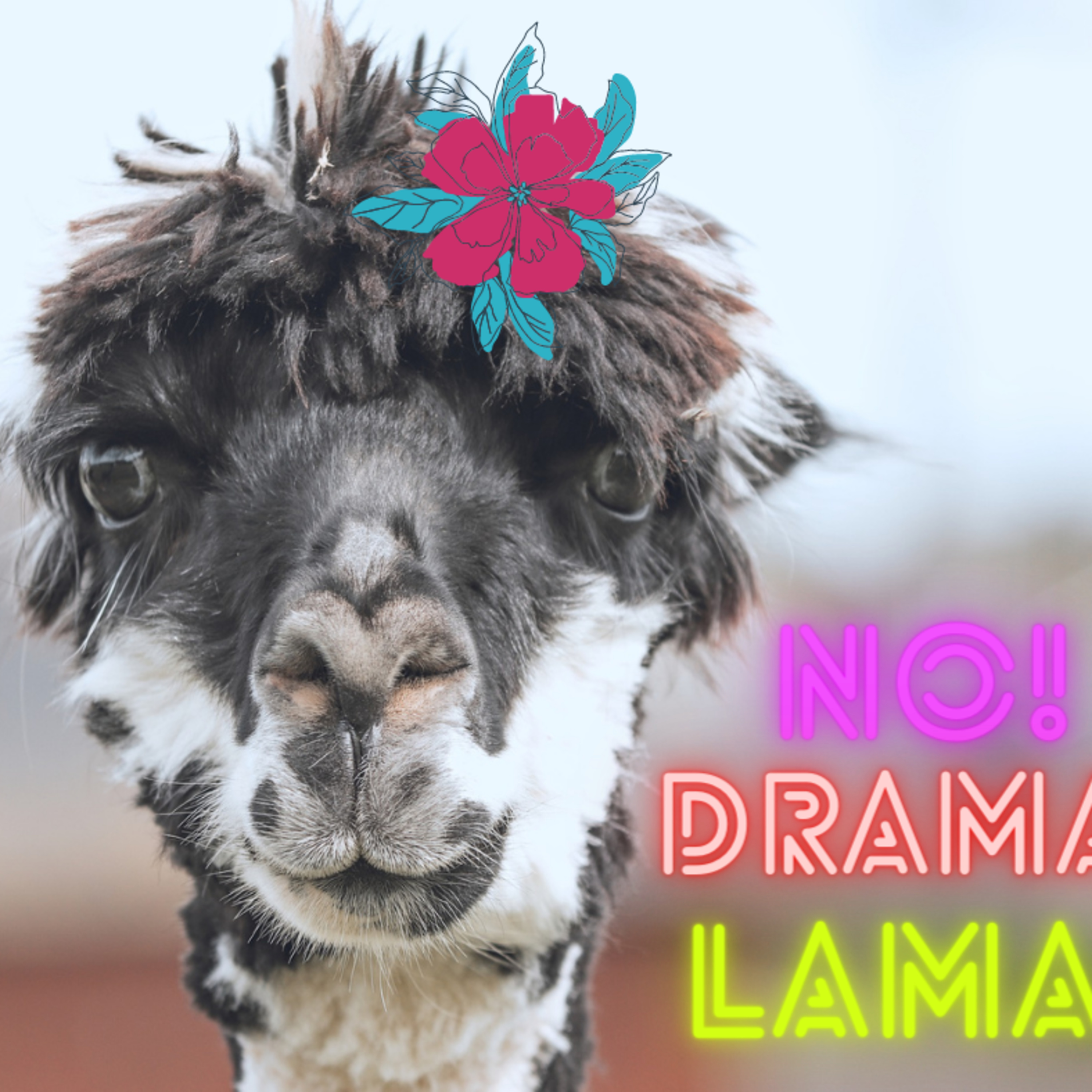 No Drama Lama! episode artwork