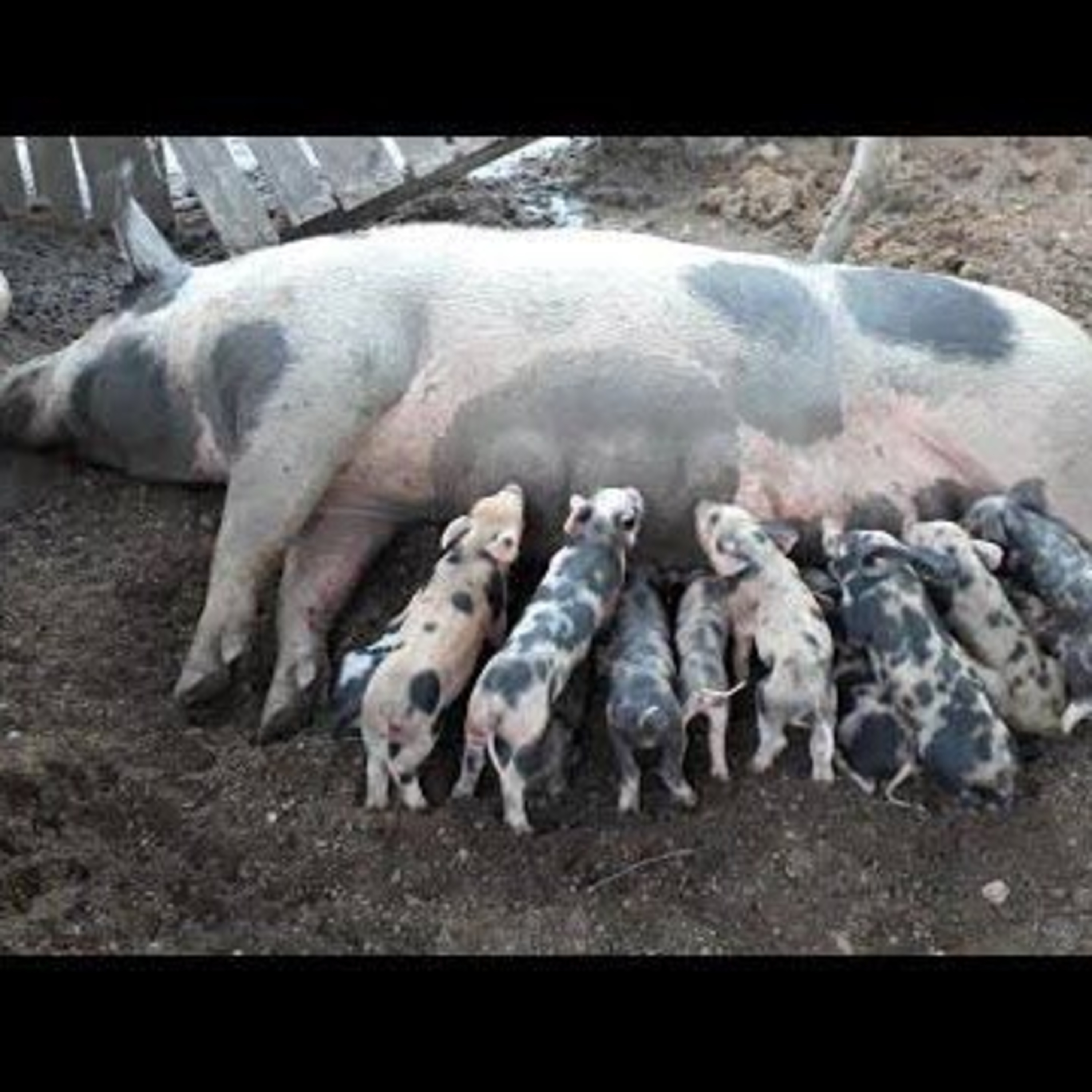 Histórias Para Ouvir Com Os Filhos!