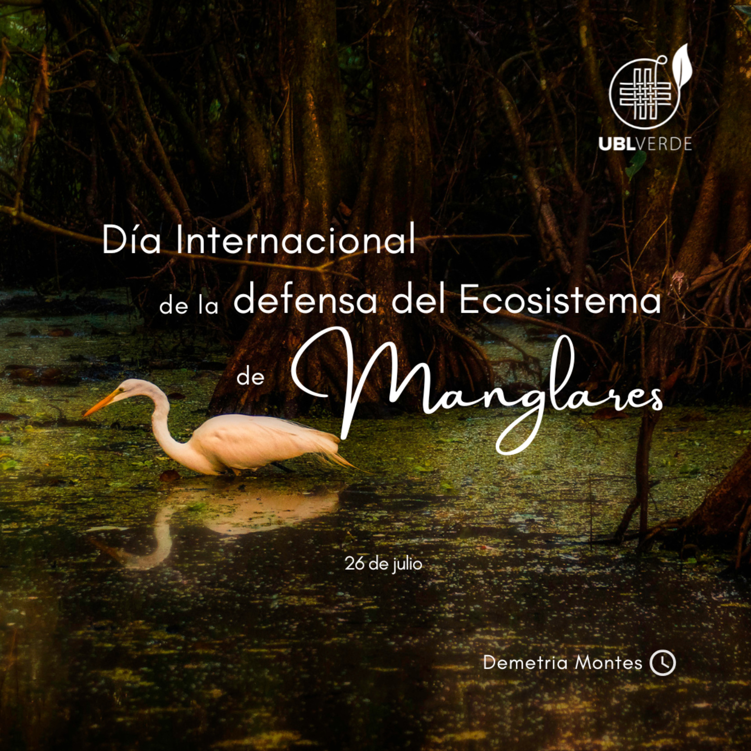⌛ 60 segundos por la creación: 🌴 Día Internacional de la defensa del Ecosistema de Manglares. episode artwork