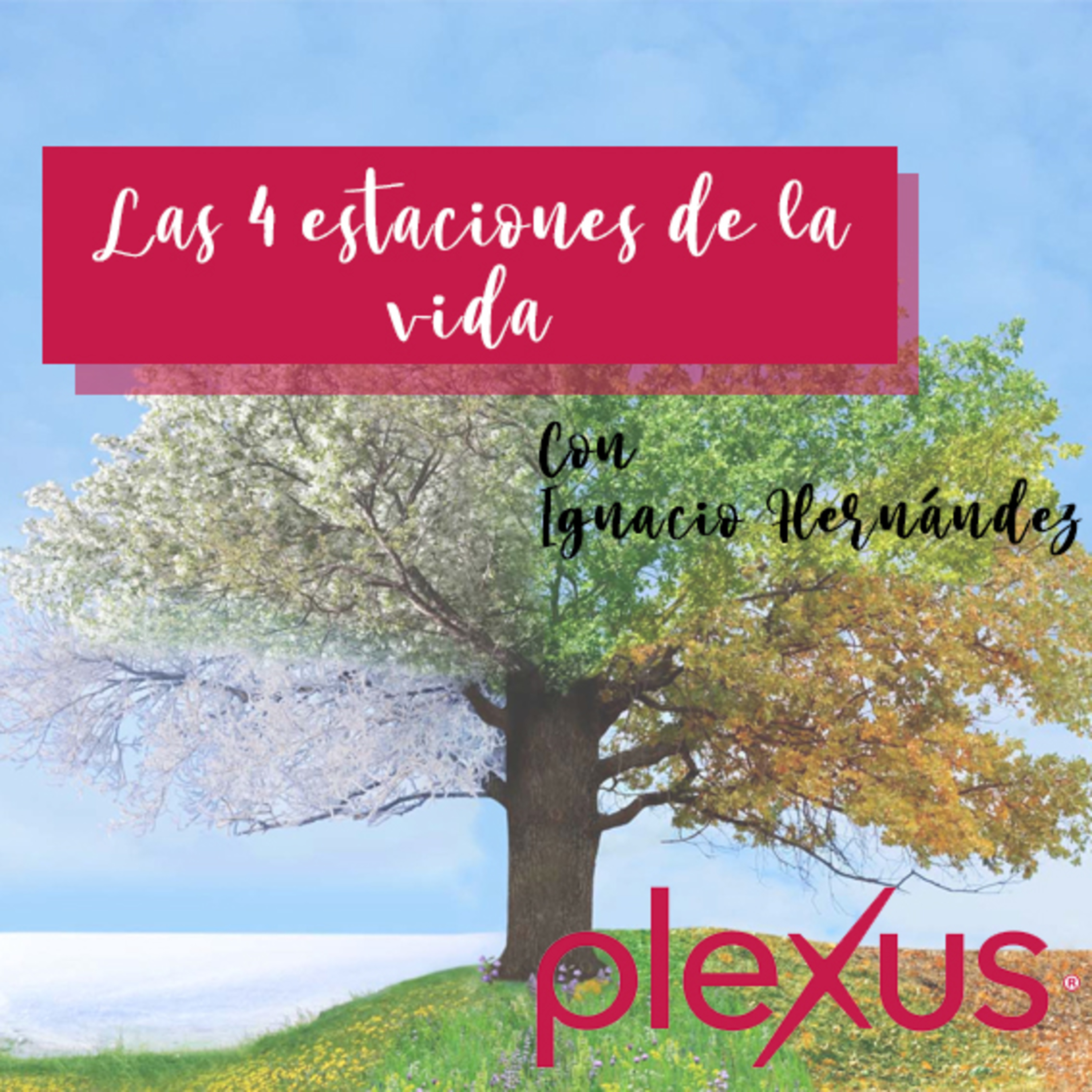 Mentalidad Plexus México