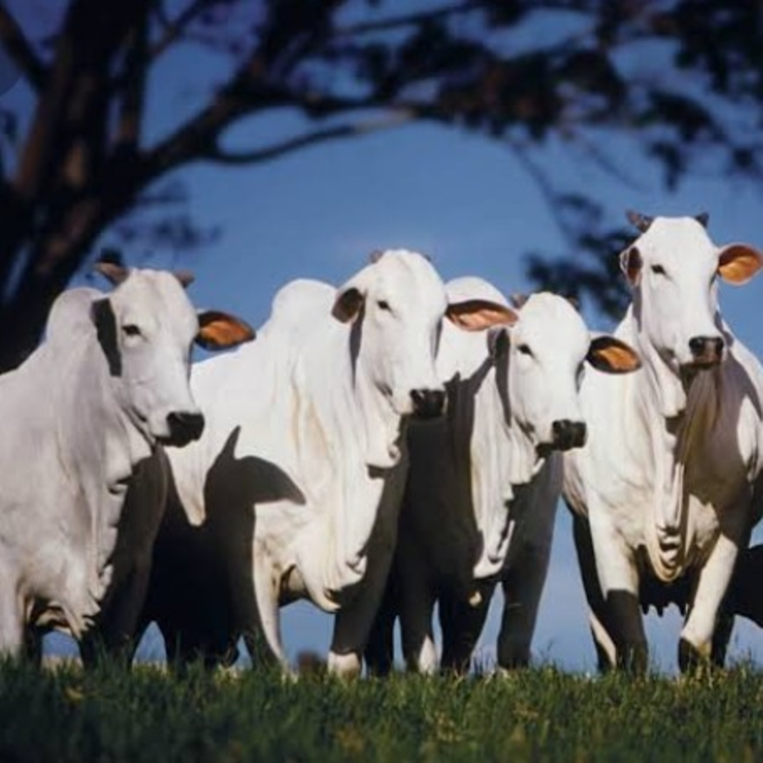 "Pecuária de corte: vilã do aquecimento global e desmatamento ?"