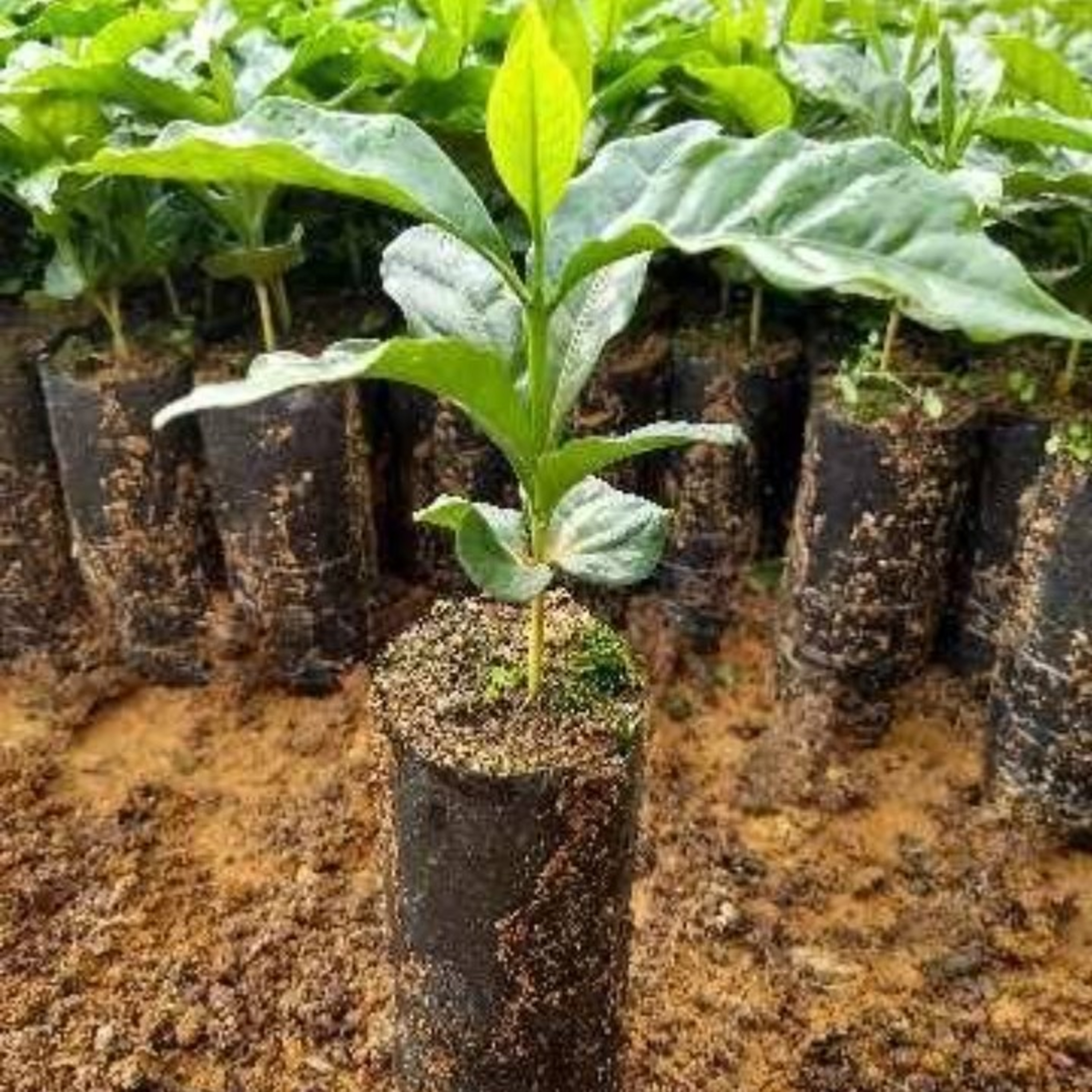 Produção de mudas de café conilon por estaquia no Espírito Santo
