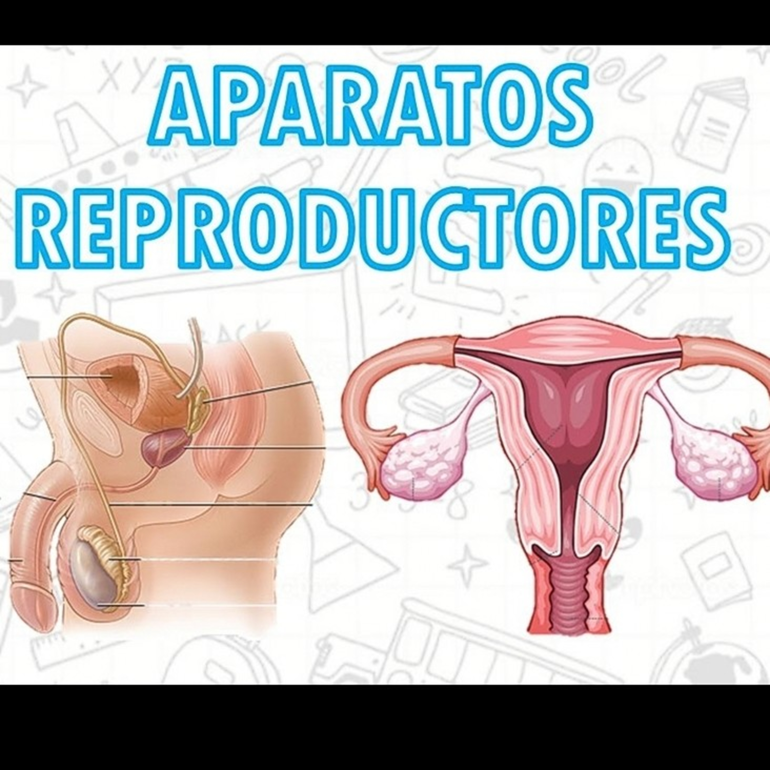 Aparato reproductor masculino y femenino episode artwork