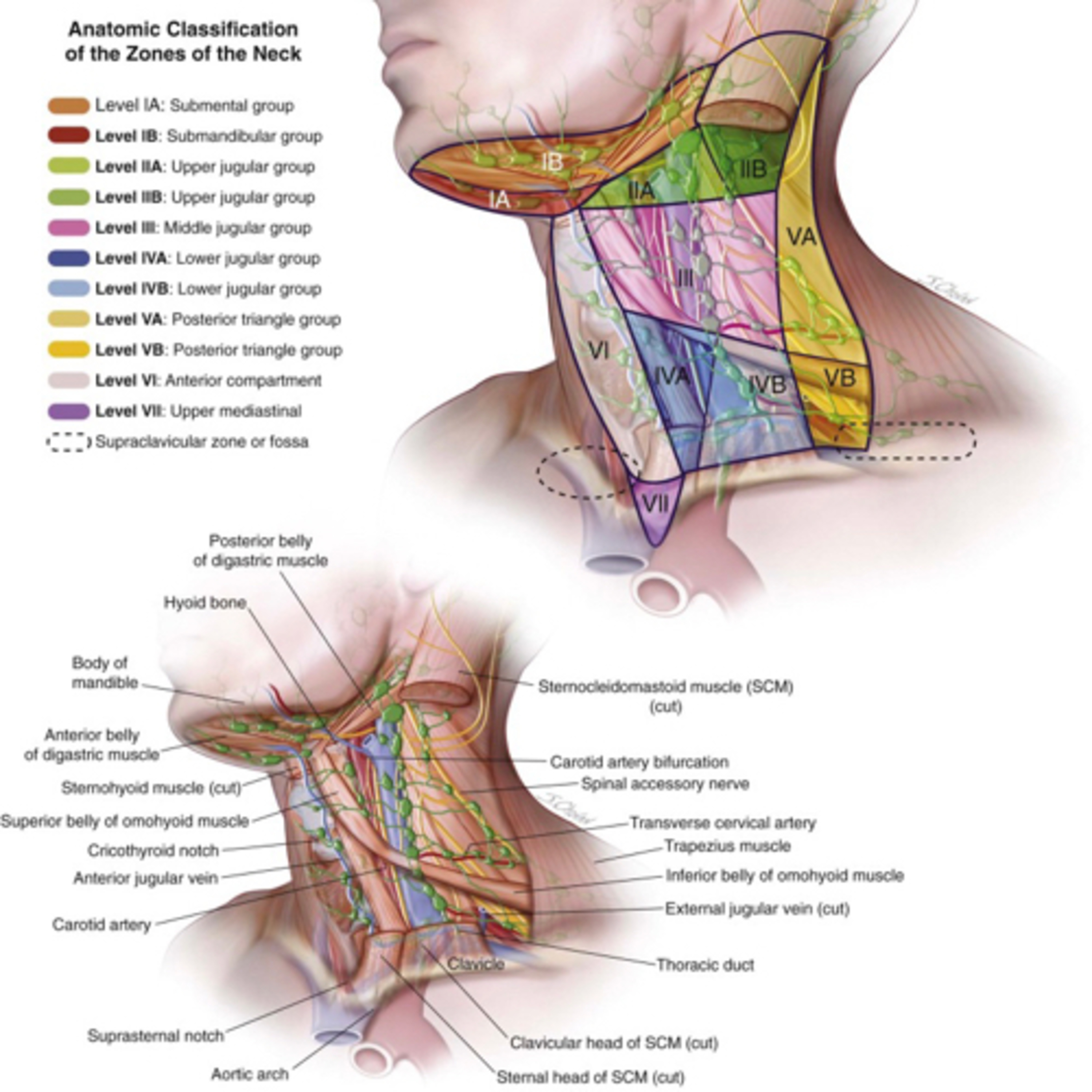 “What are the Neck Dissection Types & Levels?” and PODCAST EXCLUSIVE Updates! episode artwork