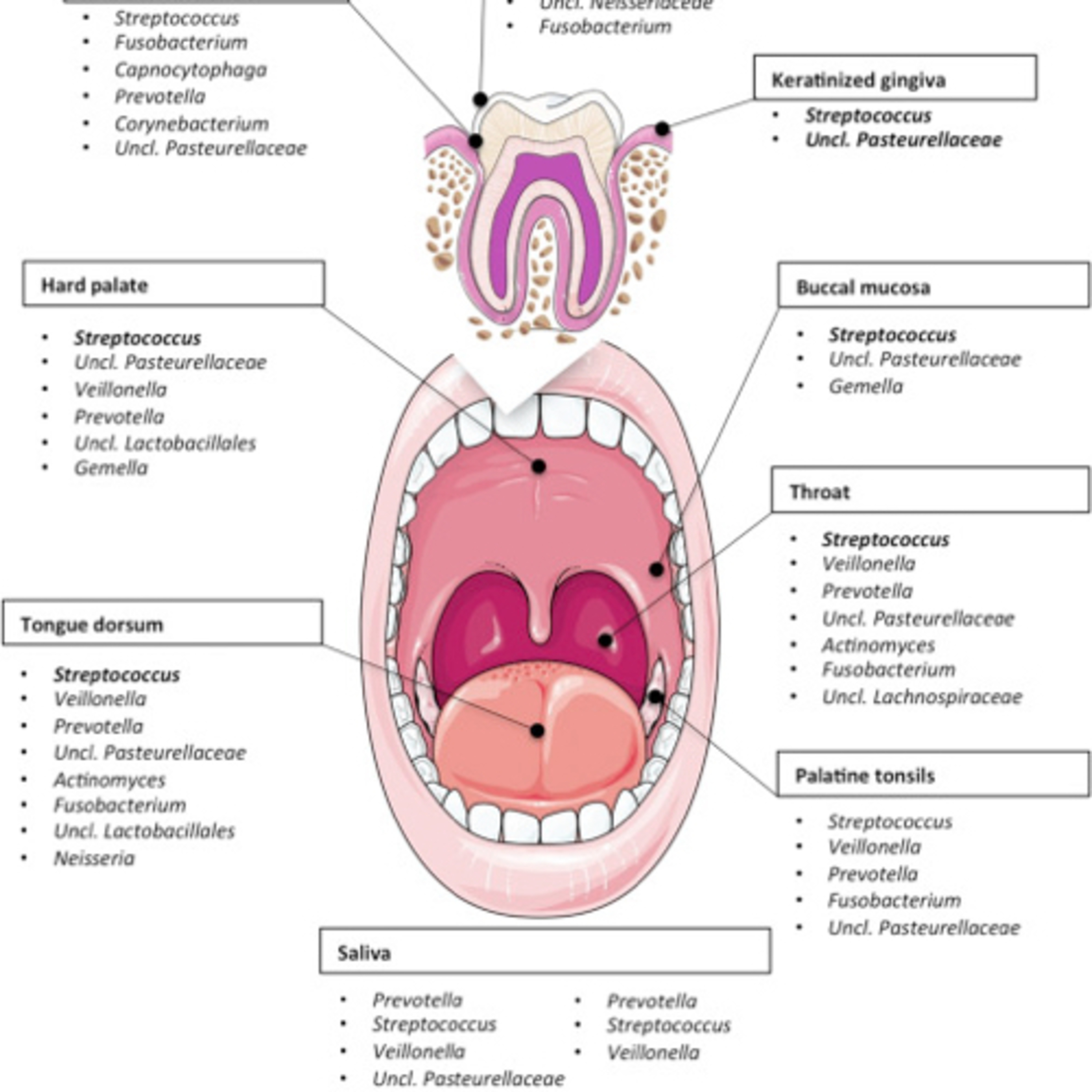 “What are the 10 Most Common Bacteria in the Oral Cavity, of the Normal Flora?” episode artwork