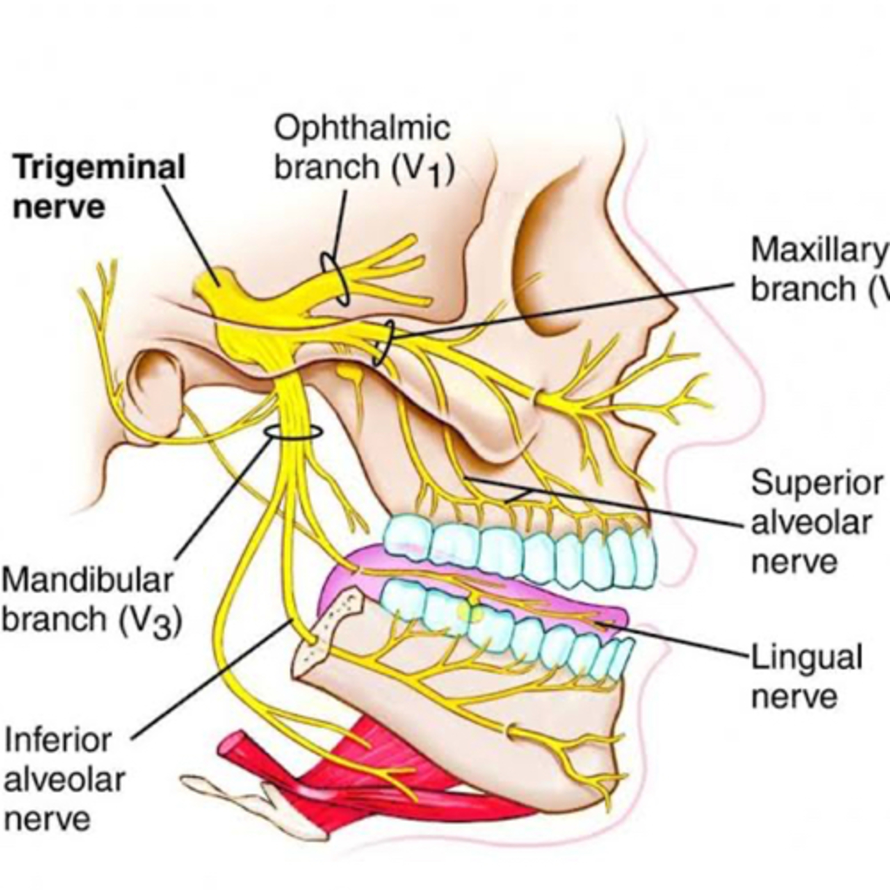 “What Are The Key Features of Trigeminal Neuralgia?” episode artwork