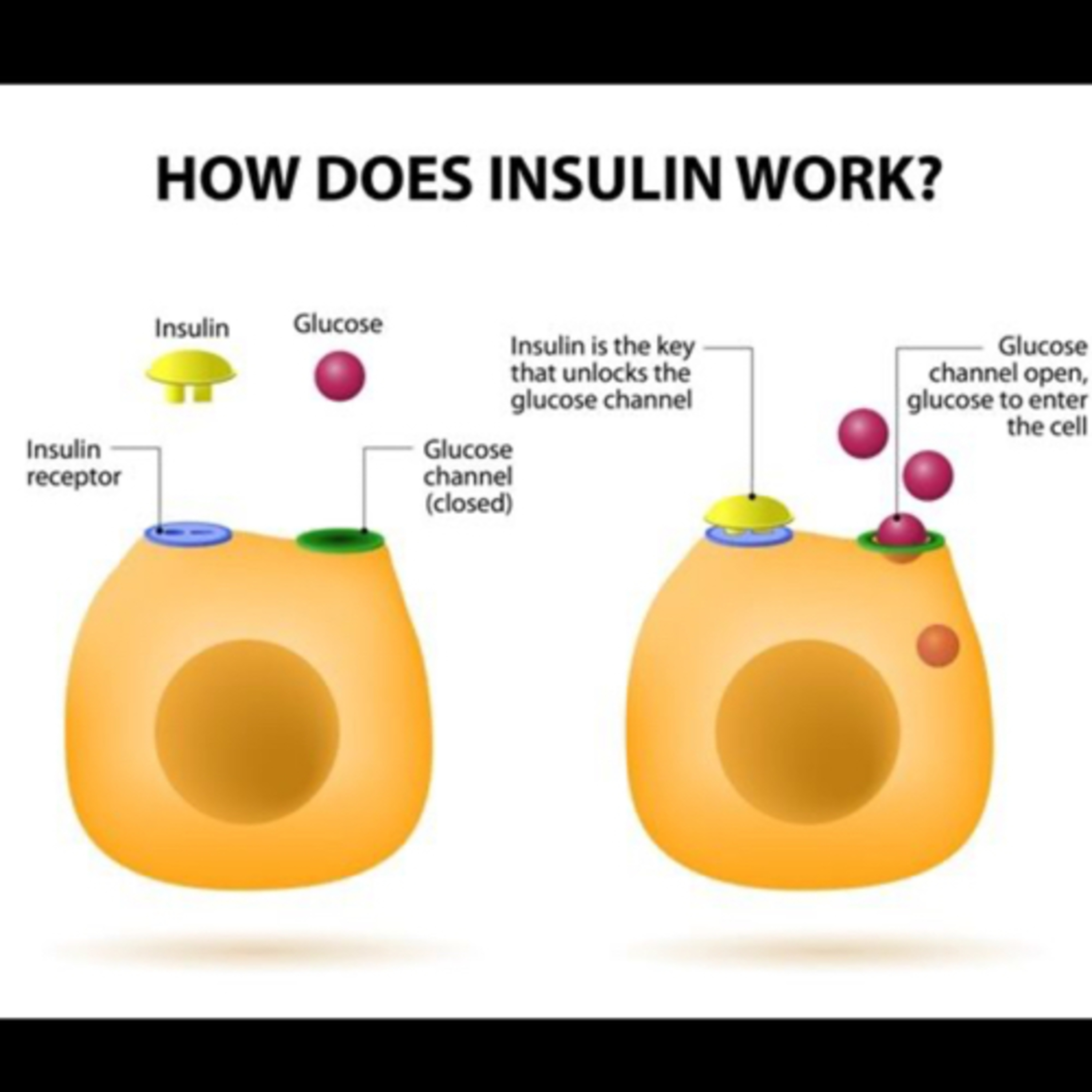 “How Does Insulin Affect Potassium Levels in Diabetic Patients?” episode artwork