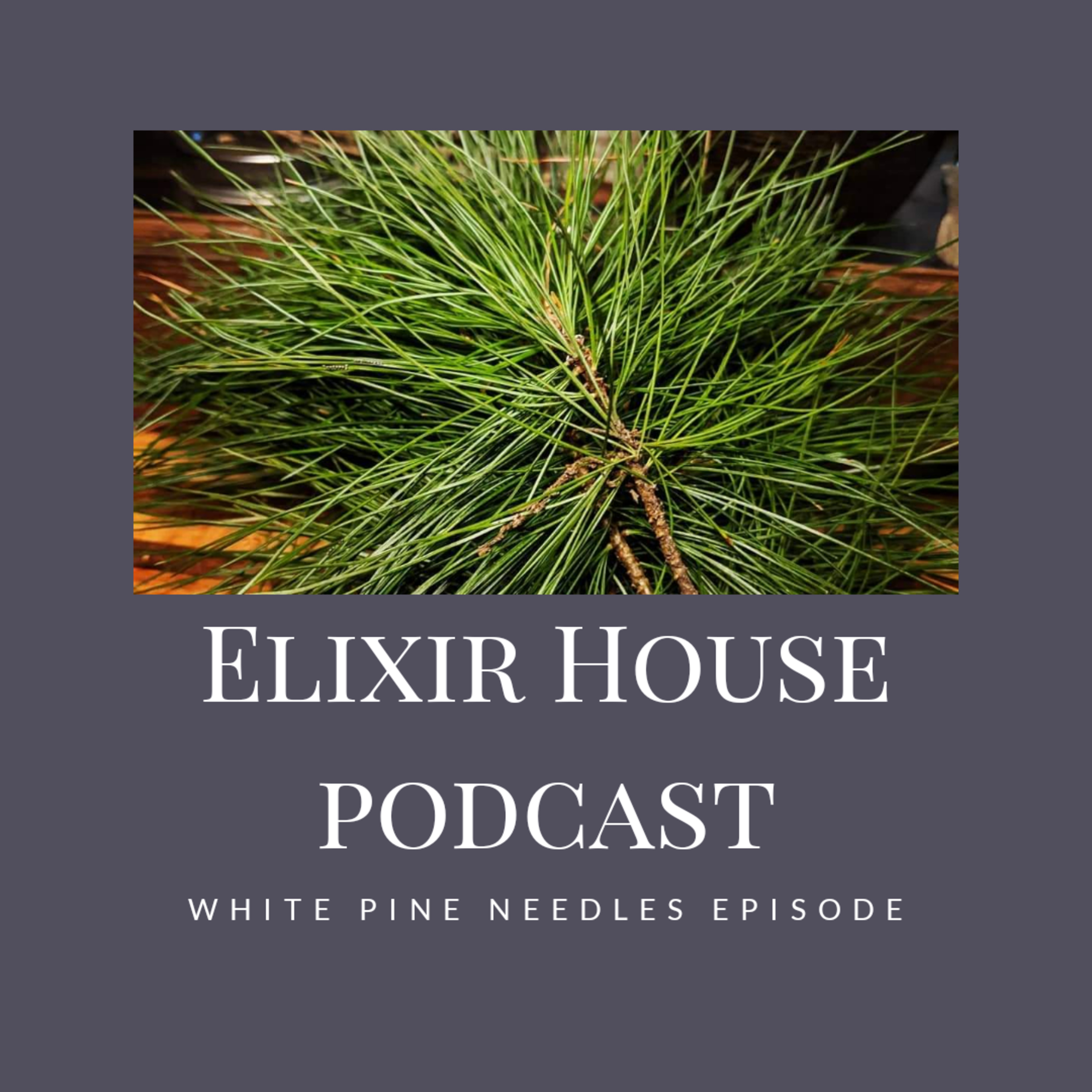 White Pine Needle  episode artwork