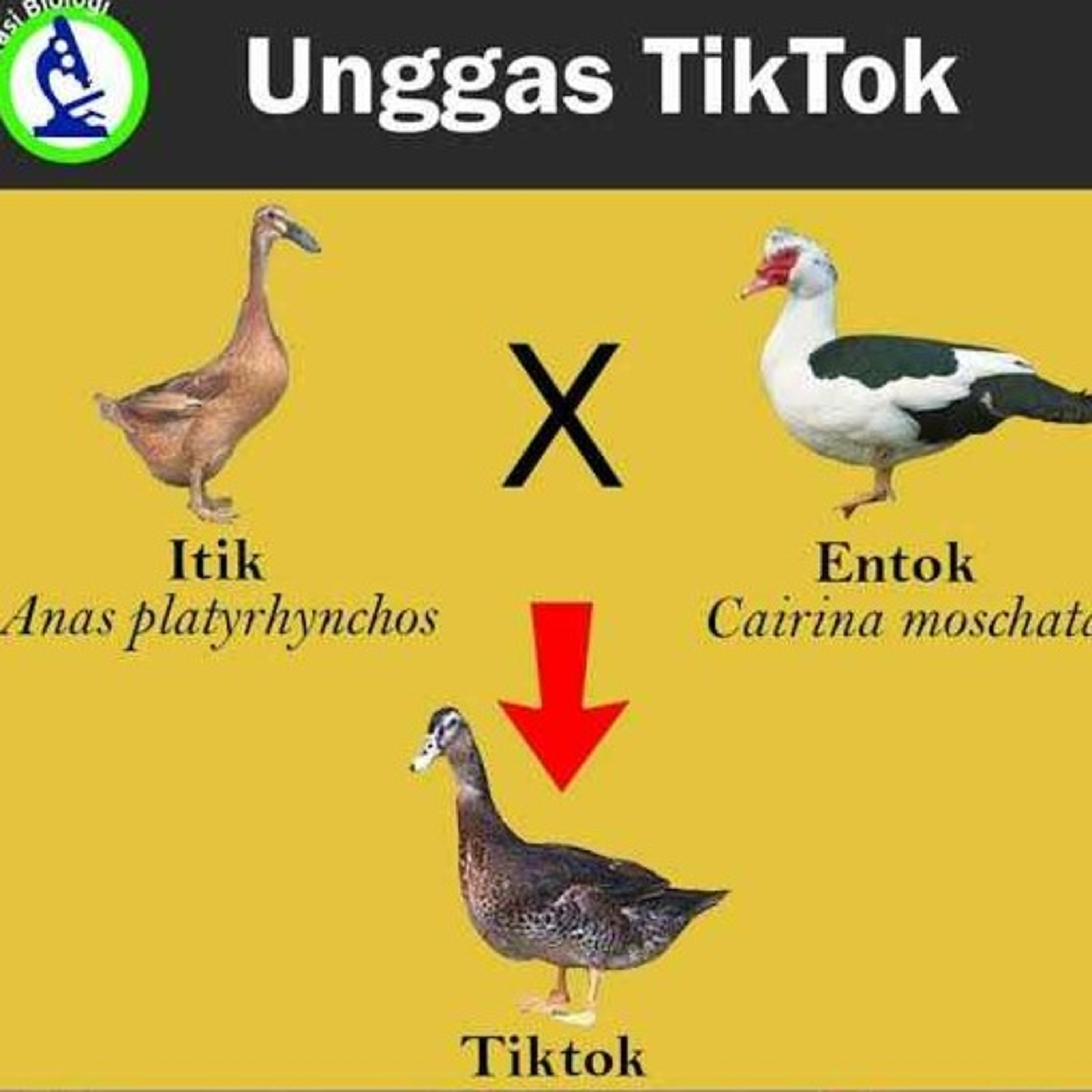 Podcast Nggalek