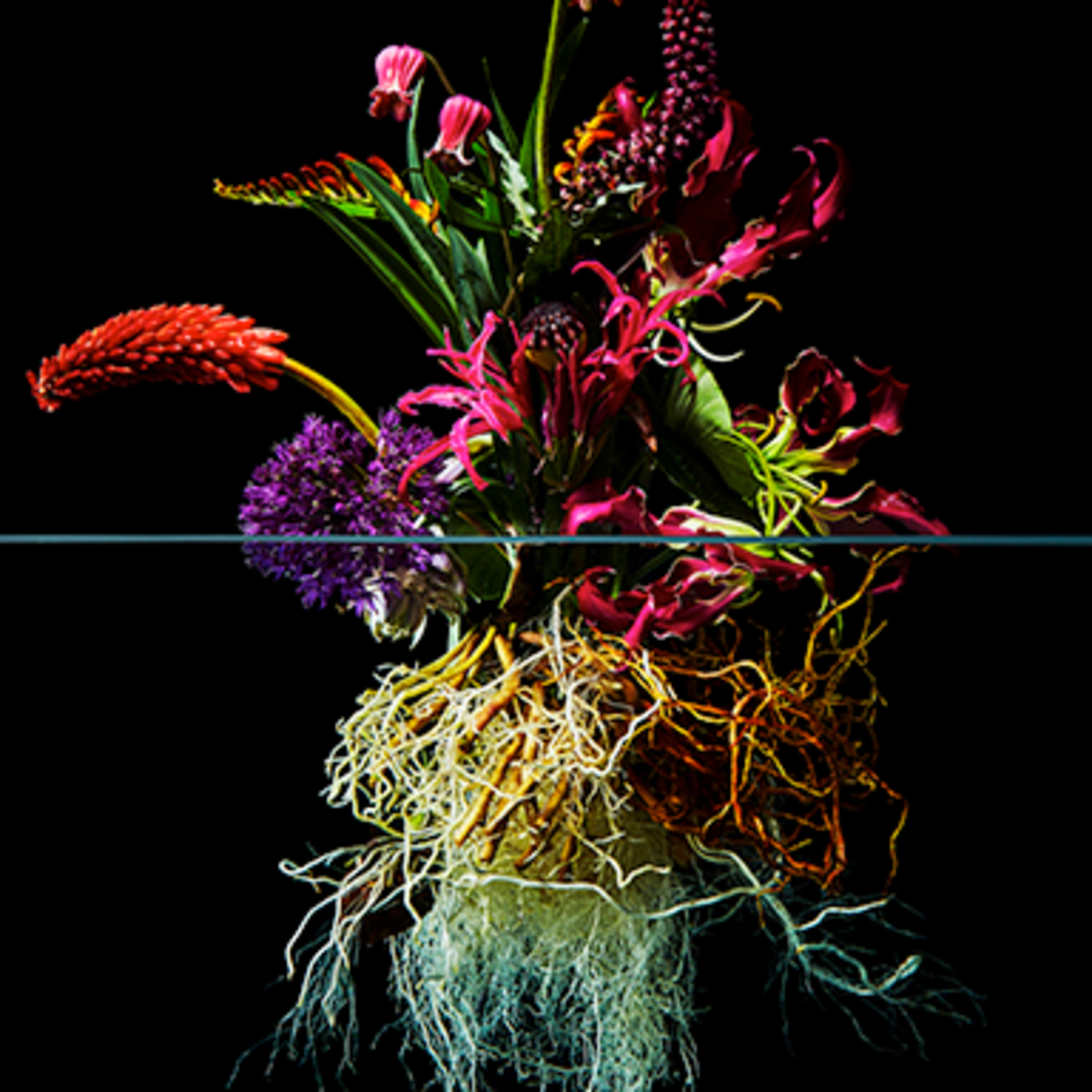 PALOOLA: Botanical